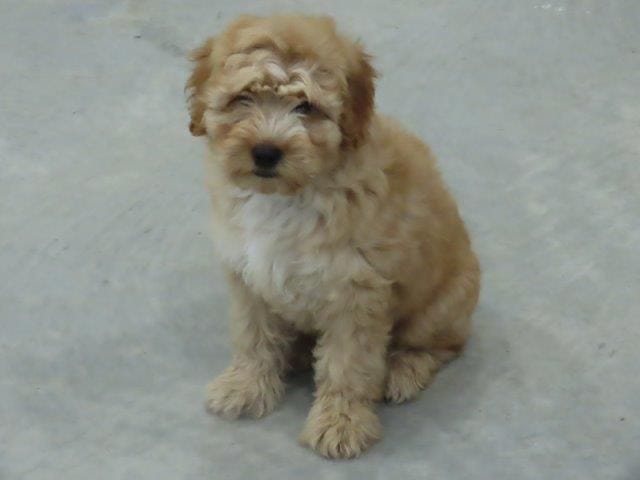 Toy Duke – Miniature Goldendoodle puppy for sale in Flat Rock, IL