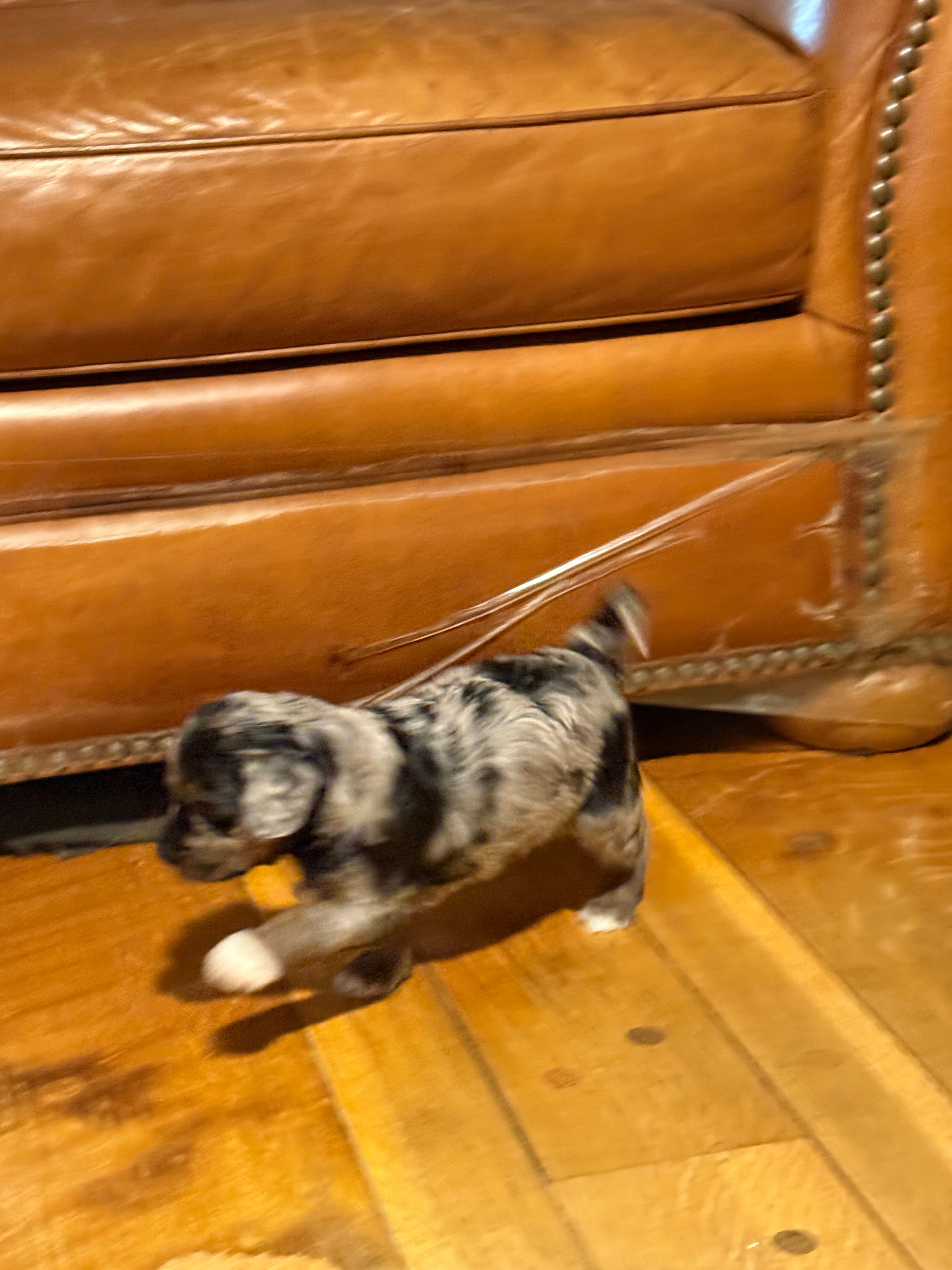 Pluto, a male Bernedoodle for sale in Hickory, NC – Photo 2 of 3