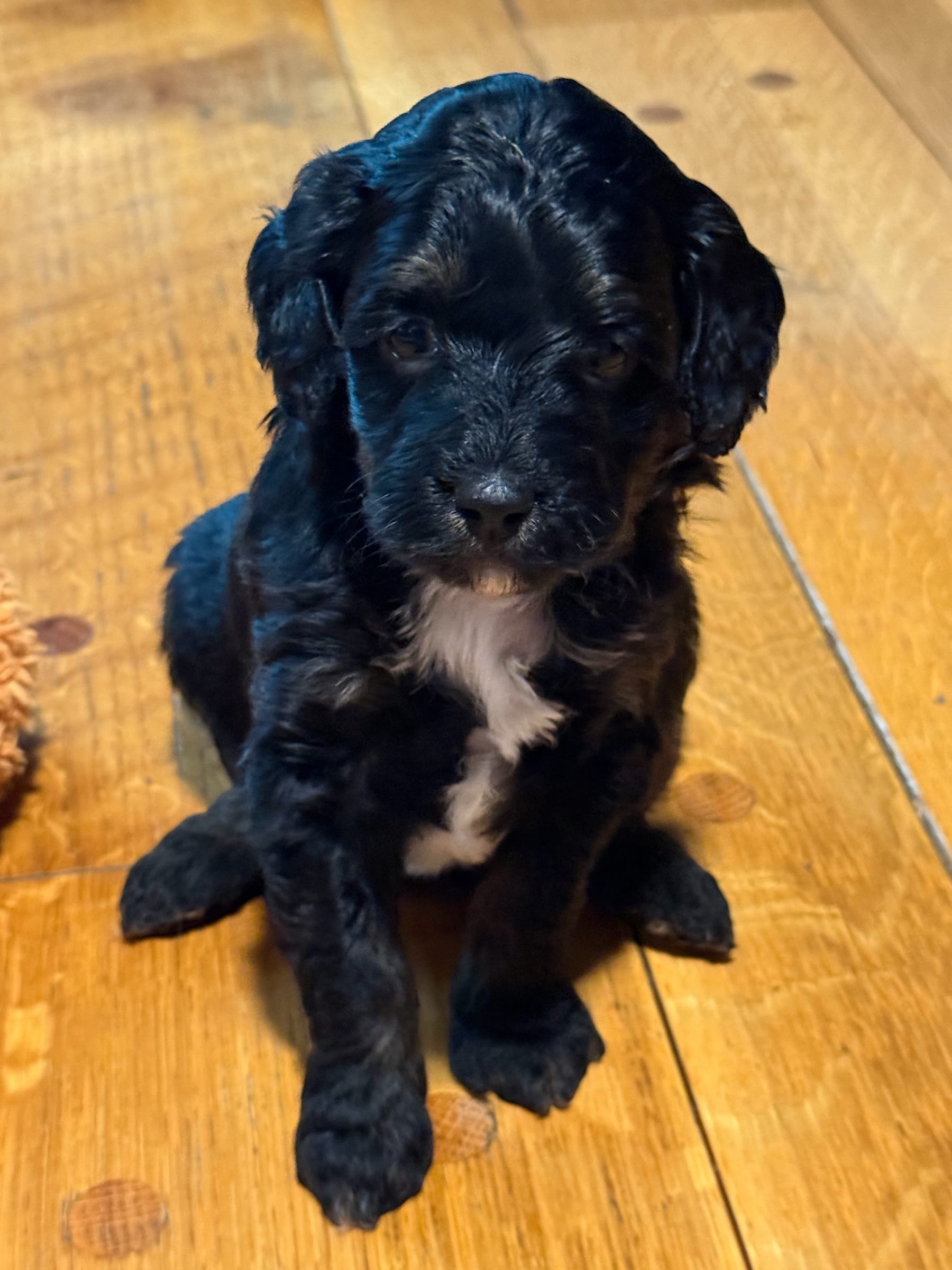 Star – Bernedoodle puppy for sale in Hickory, NC