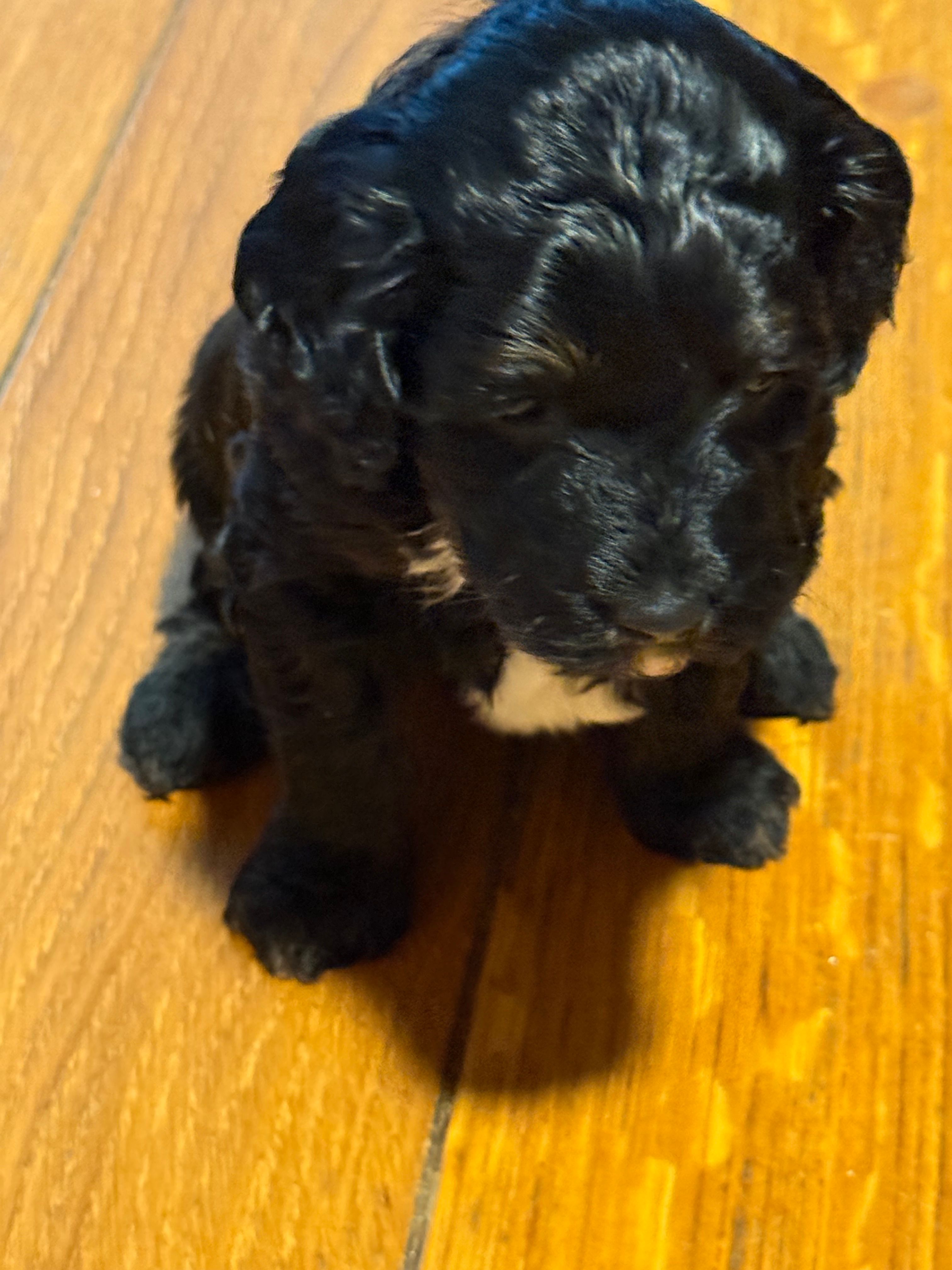 Star, a female Bernedoodle for sale in Hickory, NC – Photo 2 of 5