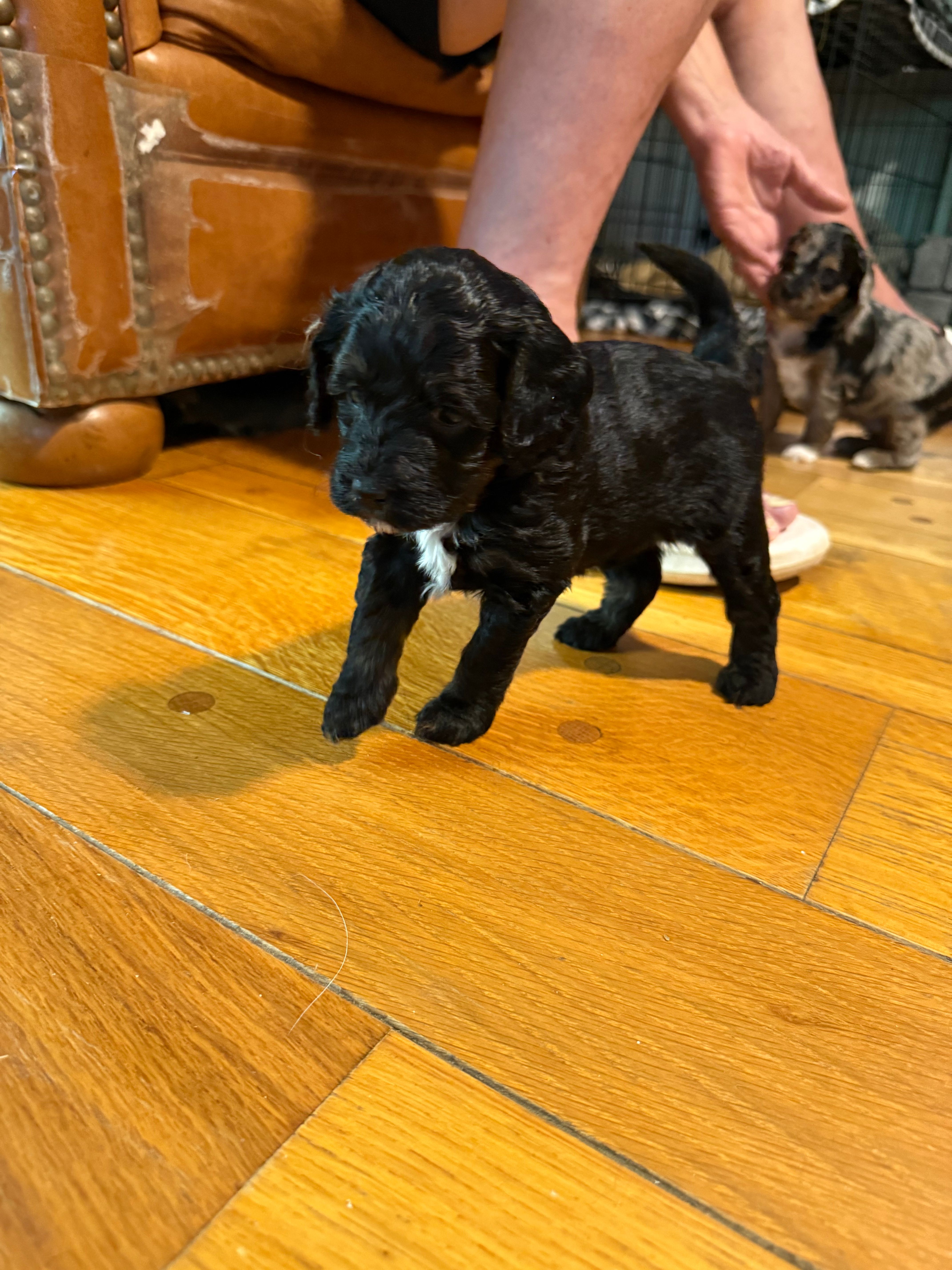 Star, a female Bernedoodle for sale in Hickory, NC – Photo 5 of 5