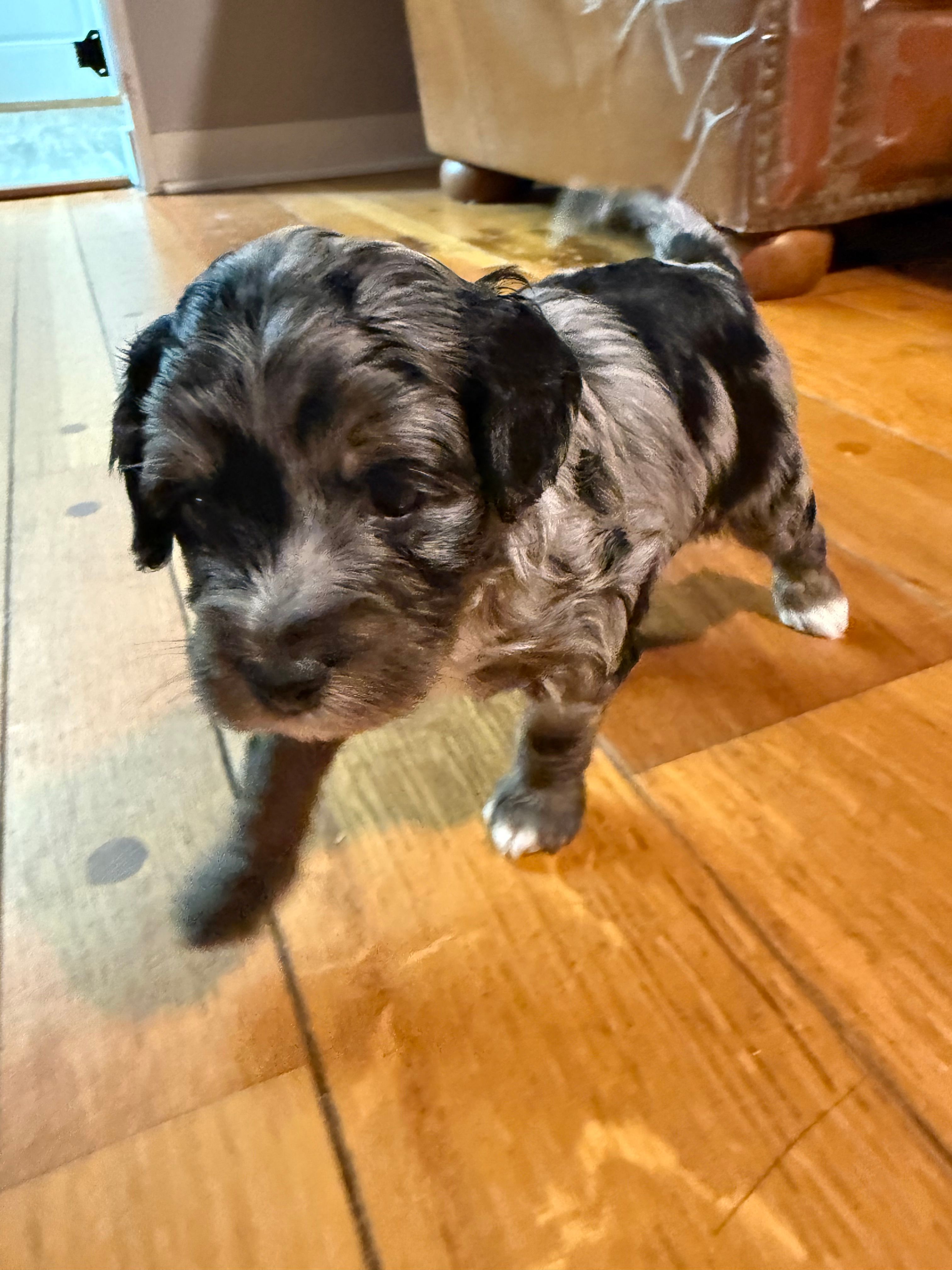 Moon, a male Bernedoodle for sale in Hickory, NC – Photo 3 of 5