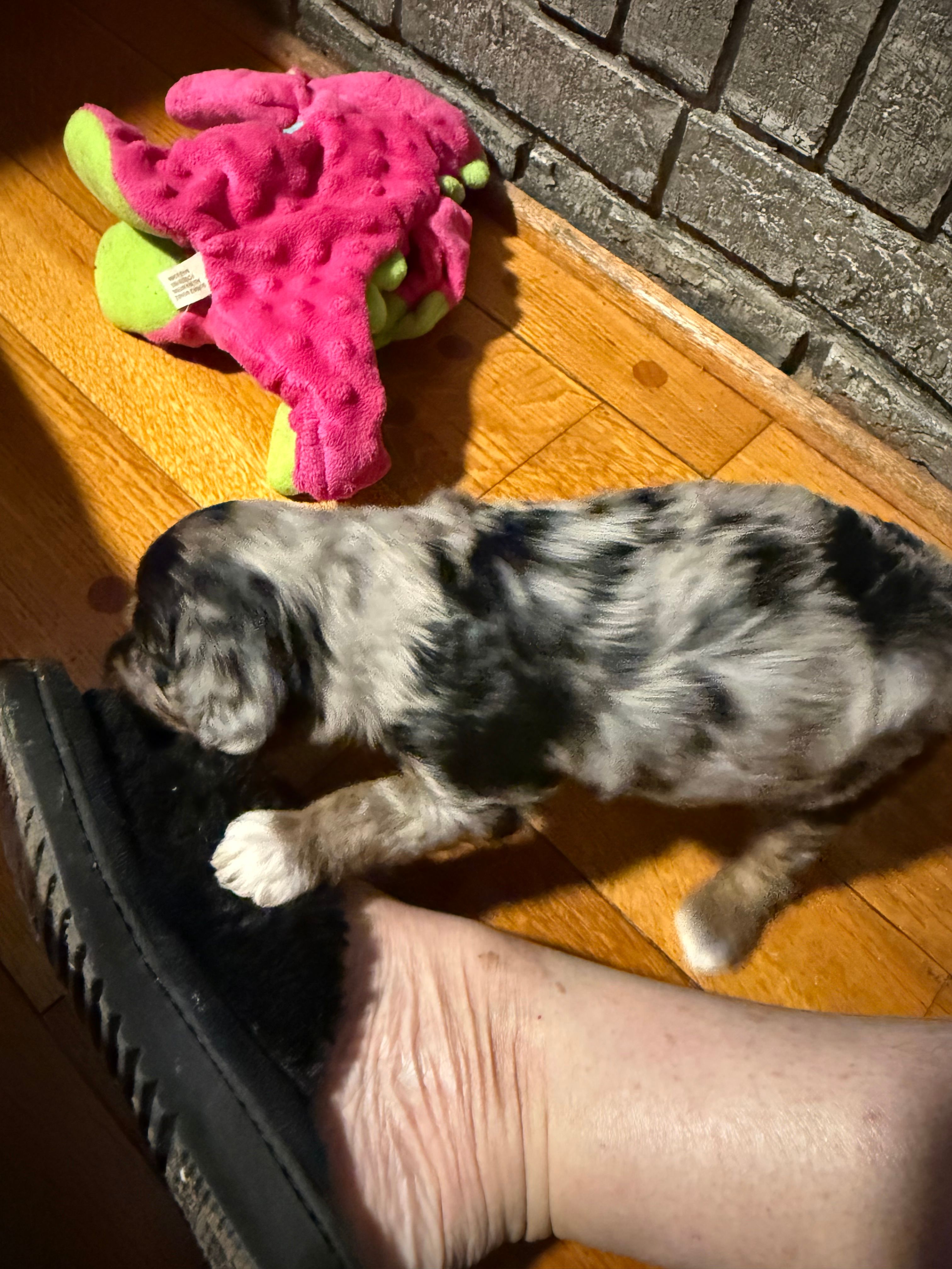 Moon, a male Bernedoodle for sale in Hickory, NC – Photo 5 of 5