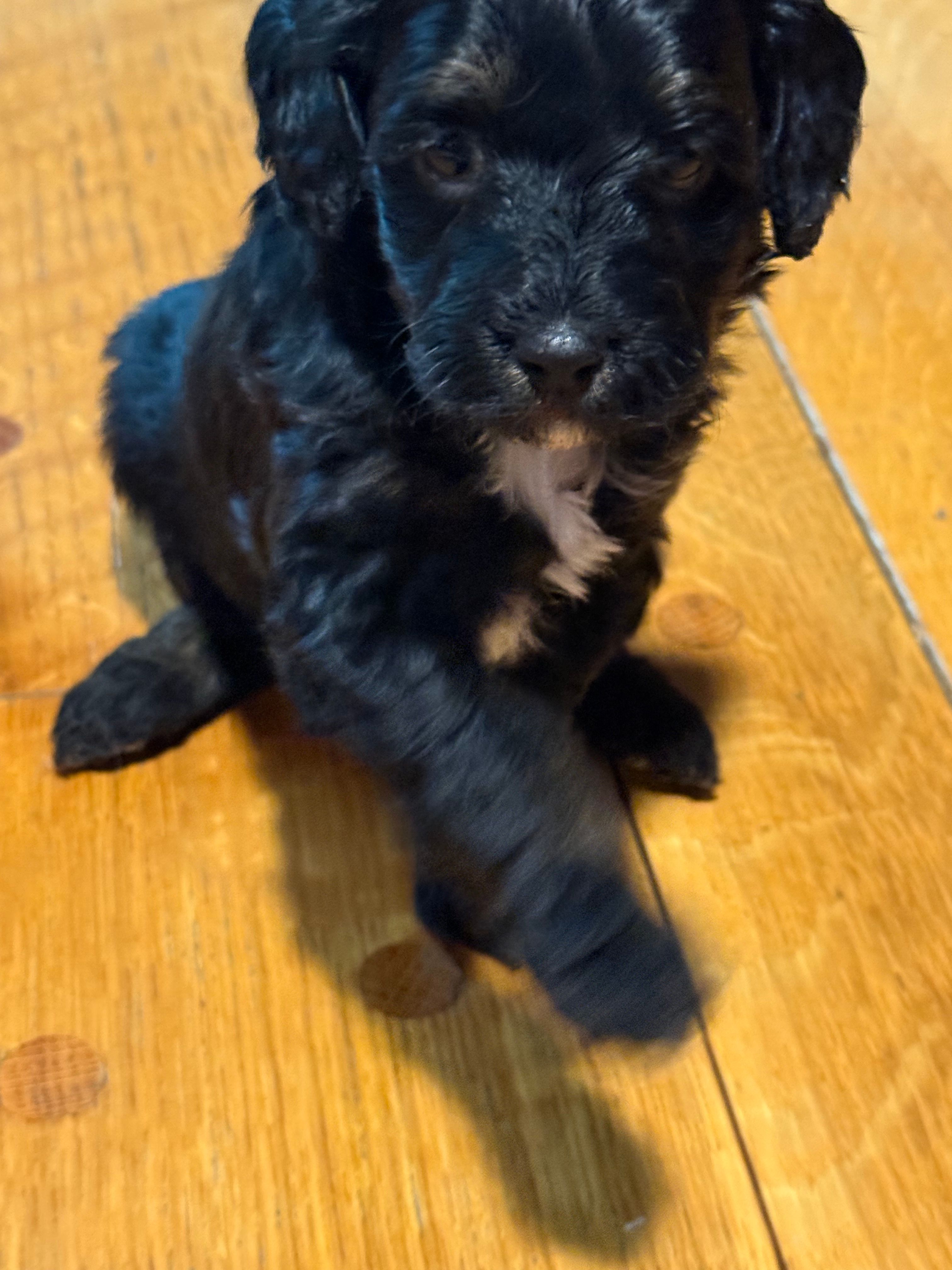 Star, a female Bernedoodle for sale in Hickory, NC – Photo 4 of 5
