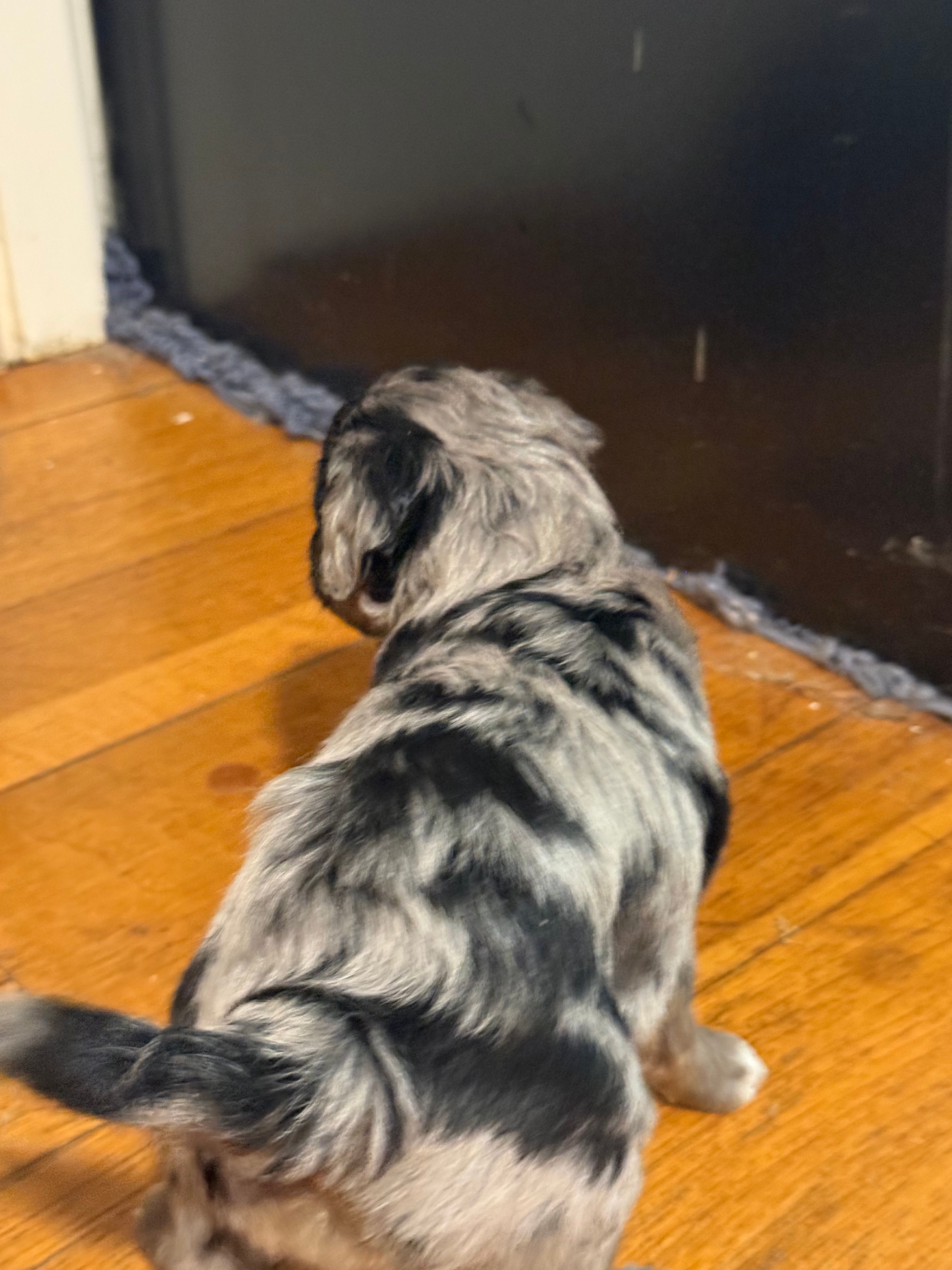 Pluto, a male Bernedoodle for sale in Hickory, NC – Photo 3 of 3