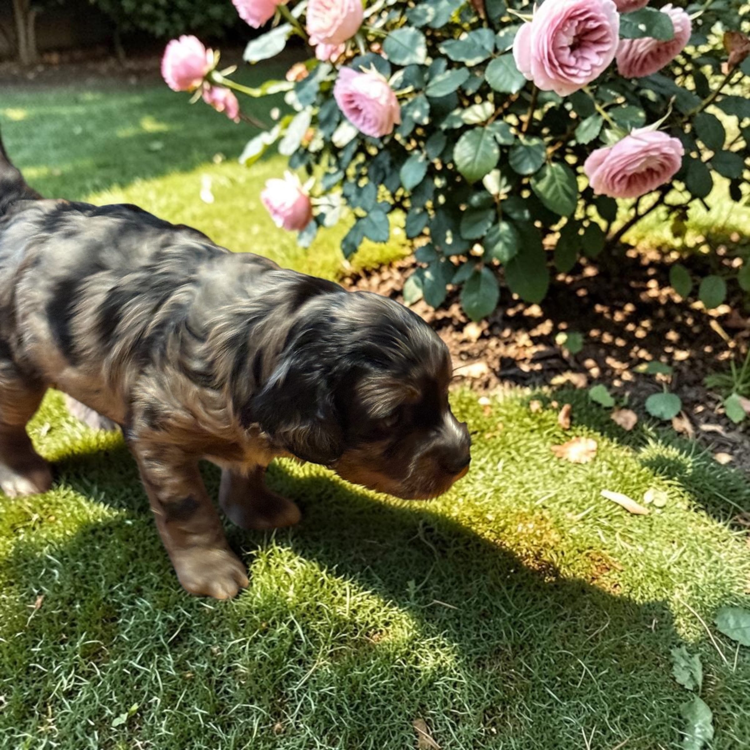 Moon, a male Bernedoodle for sale in Hickory, NC – Photo 2 of 5