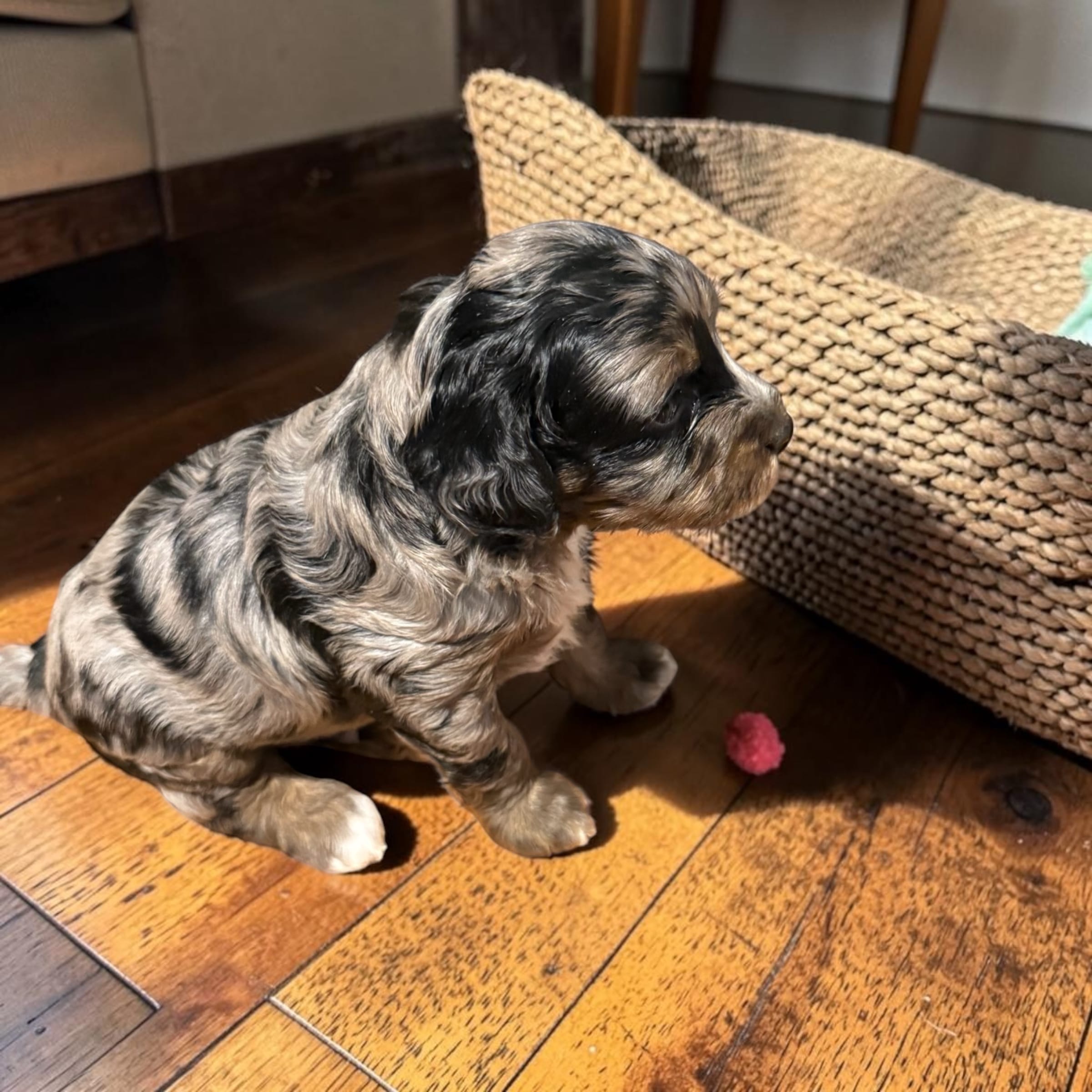 Moon – Bernedoodle puppy for sale in Hickory, NC