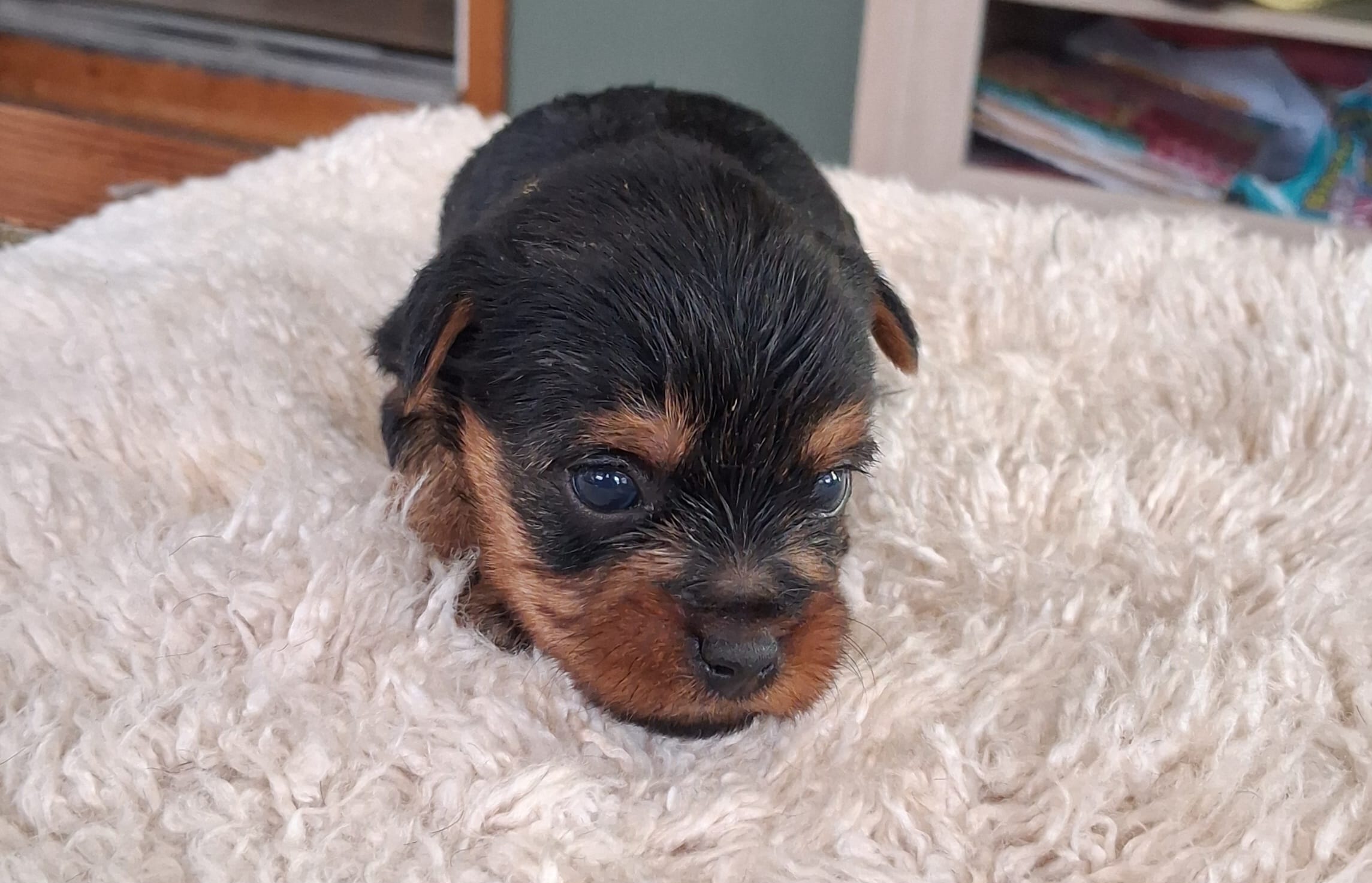 Ruby Lynn – Yorkshire Terrier puppy for sale in Buffalo, MO
