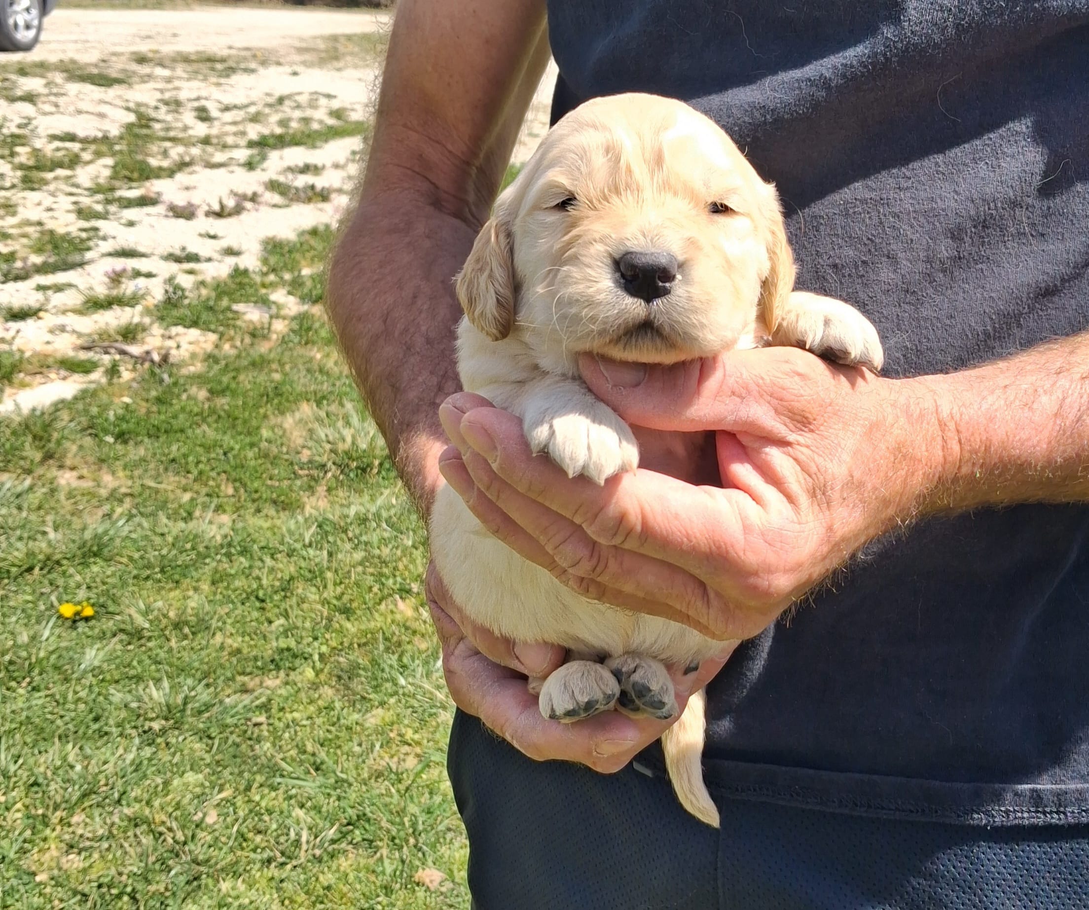 Luna – Golden Retriever puppy for sale in Buffalo, MO