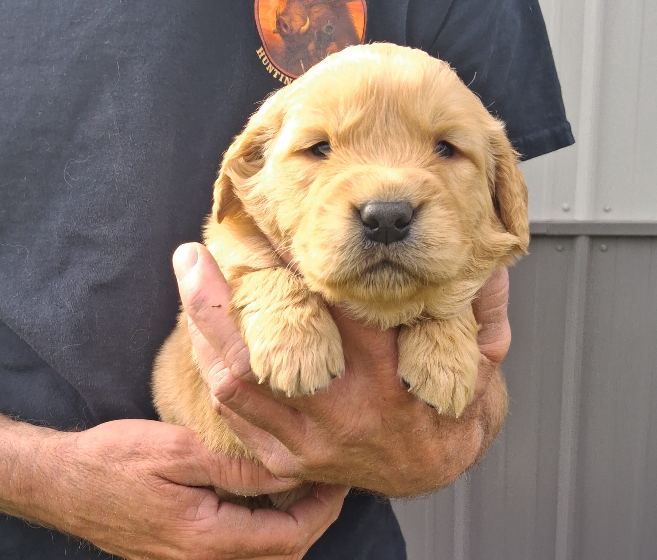 AXEL – Golden Retriever puppy for sale in Buffalo, MO