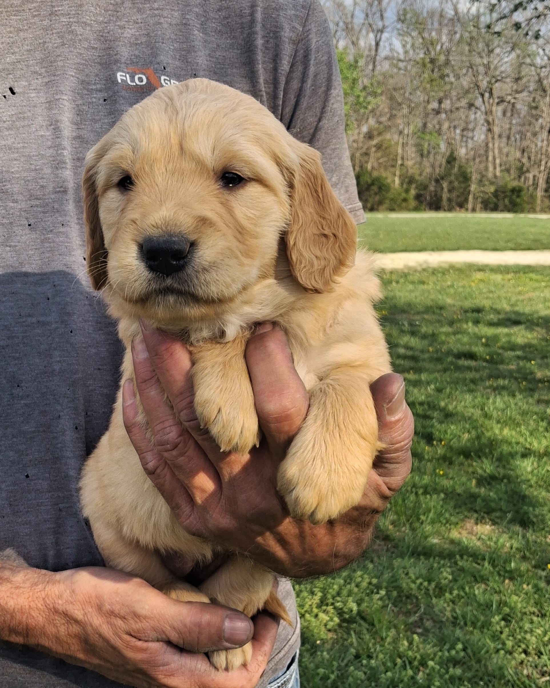 Bella – Golden Retriever puppy for sale in Buffalo, MO