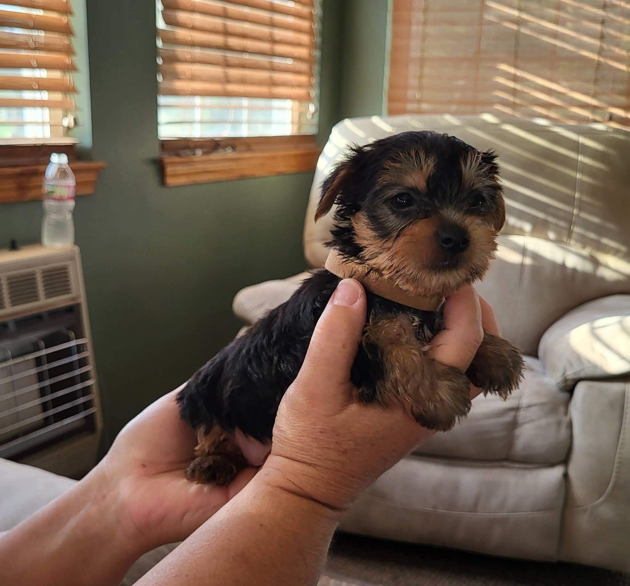 Cooper – Yorkshire Terrier puppy for sale in Buffalo, MO