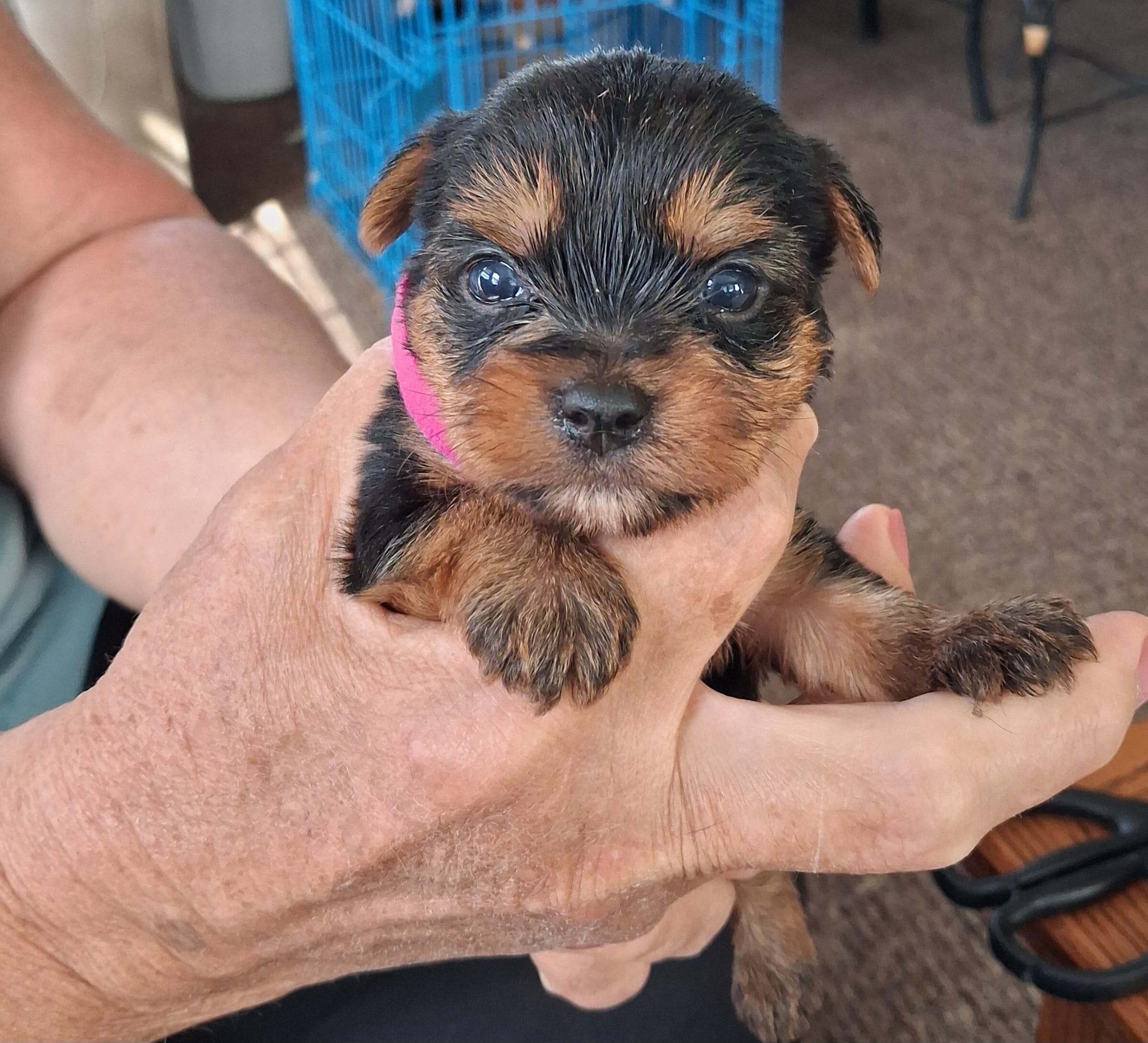 Tater – Yorkshire Terrier puppy for sale in Buffalo, MO