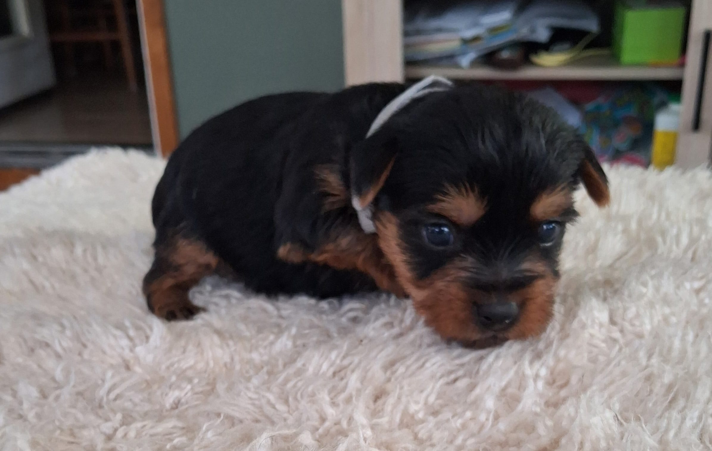 Toby – Yorkshire Terrier puppy for sale in Buffalo, MO