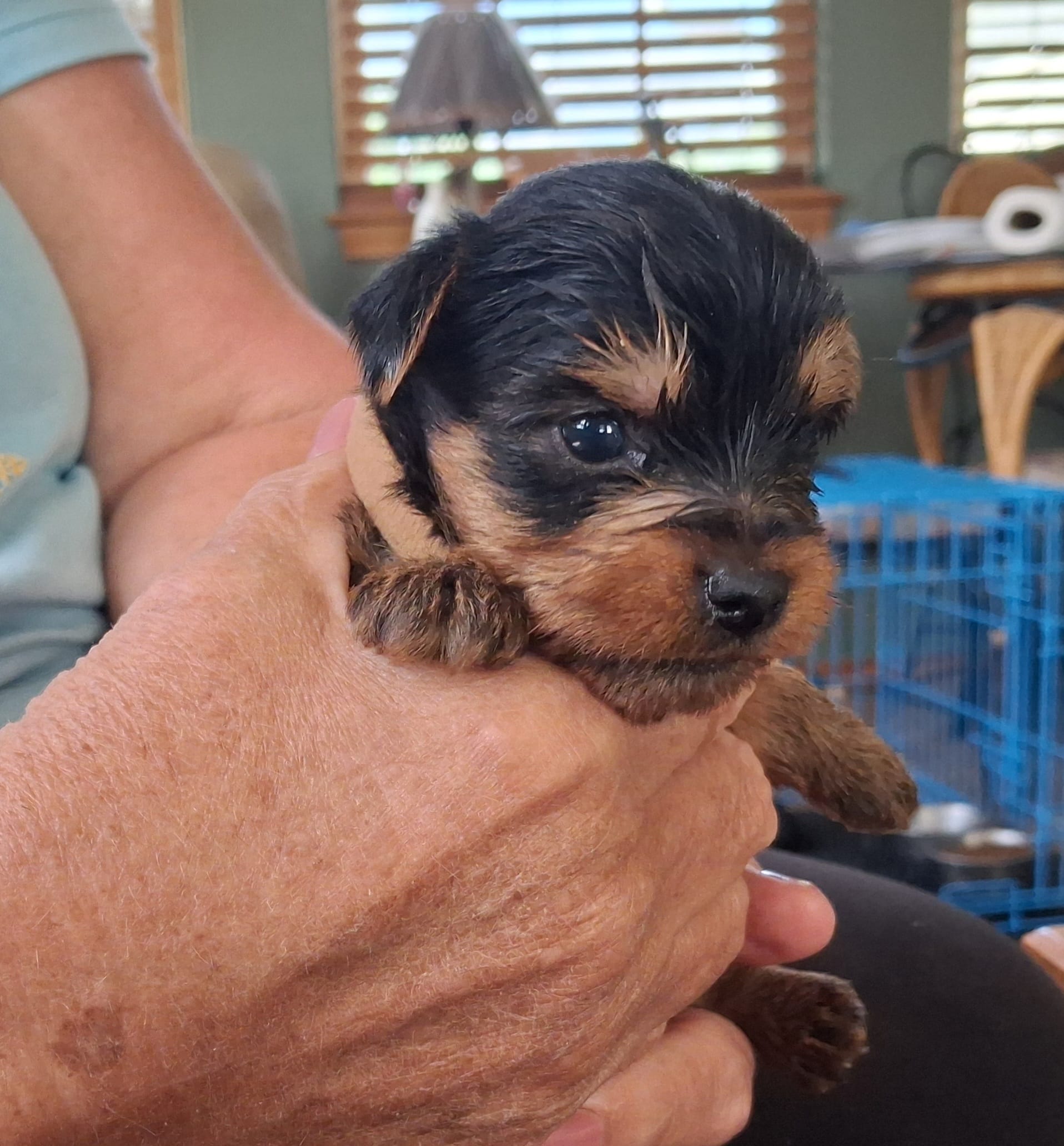 Cooper – Yorkshire Terrier puppy for sale in Buffalo, MO