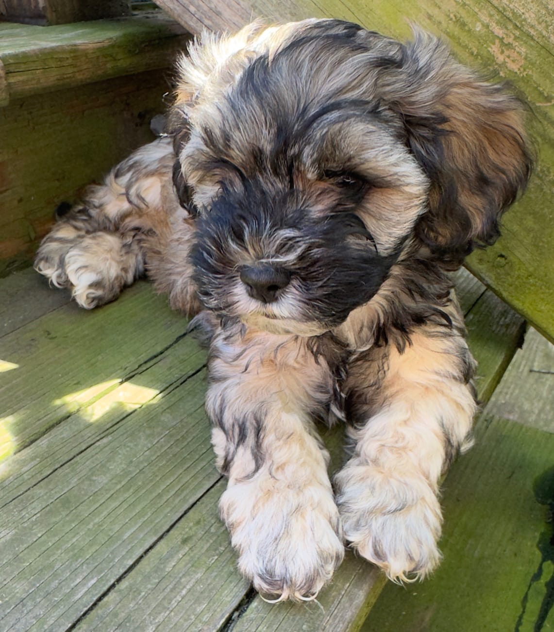 Ruby – Cockapoo, Havanese puppy for sale in Valley Stream, NY