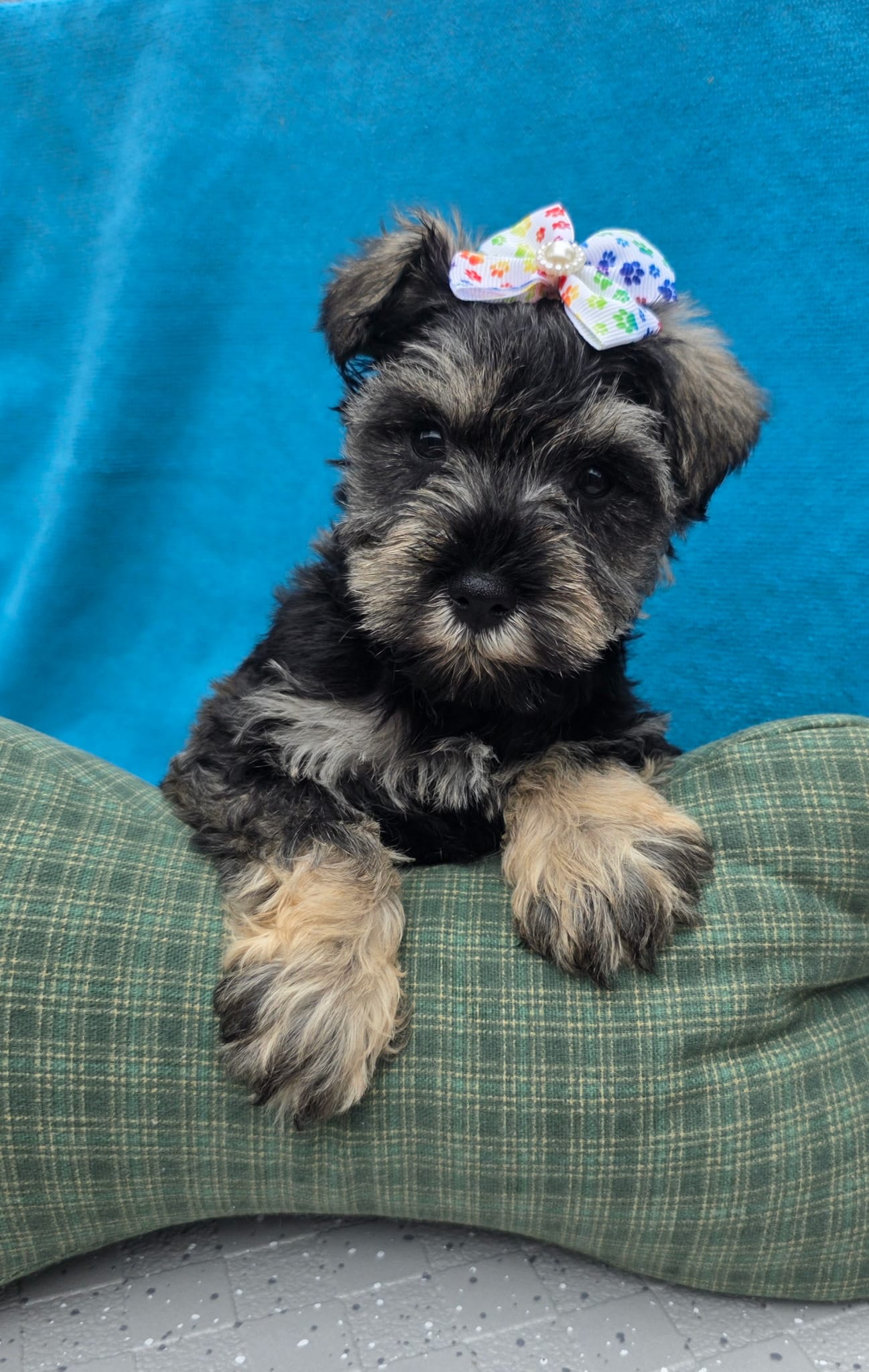 Octavia – Miniature Schnauzer puppy for sale in Carbondale, IL