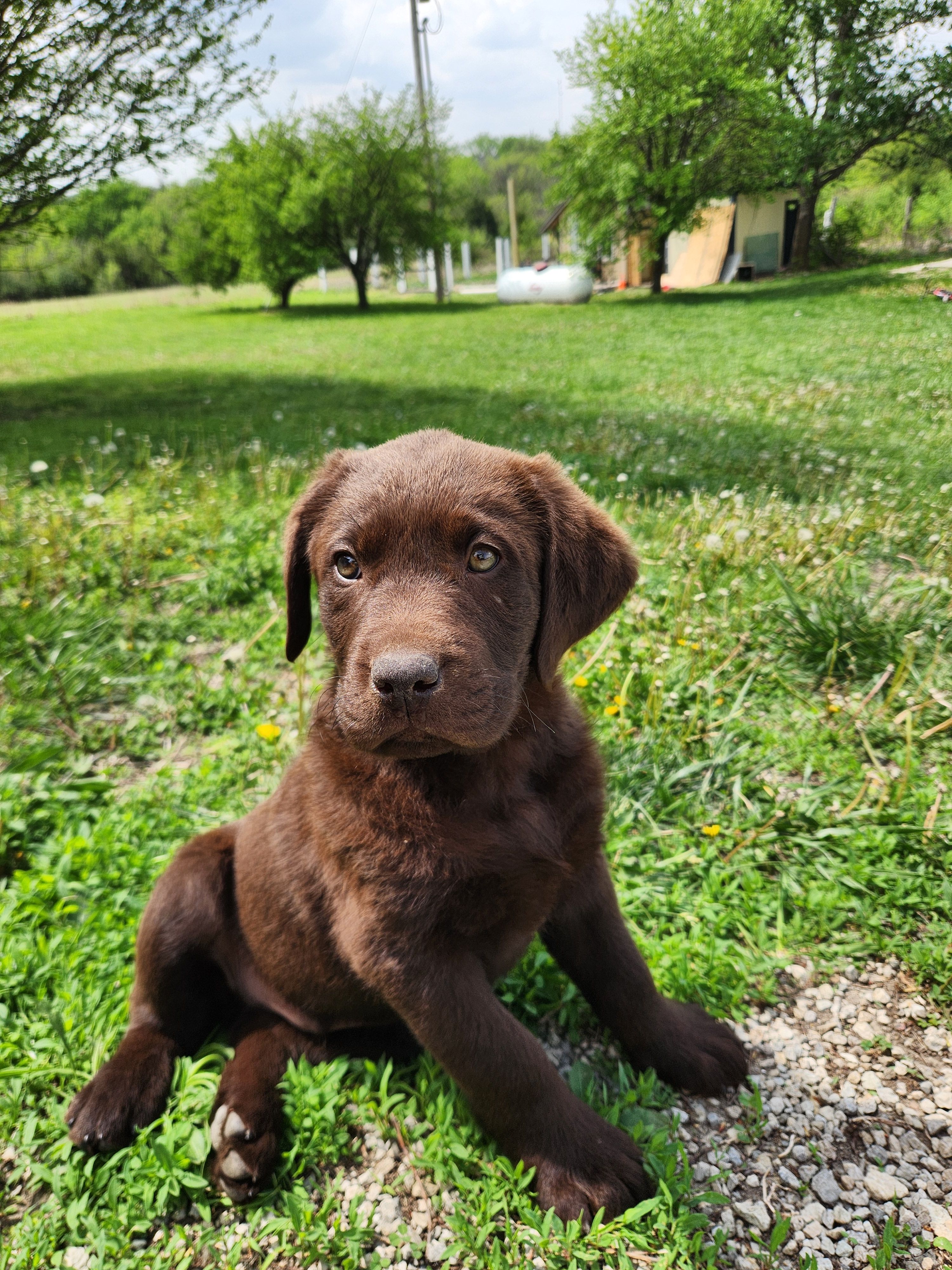 Tres – Labrador Retriever puppy for sale in Saint Marys, KS