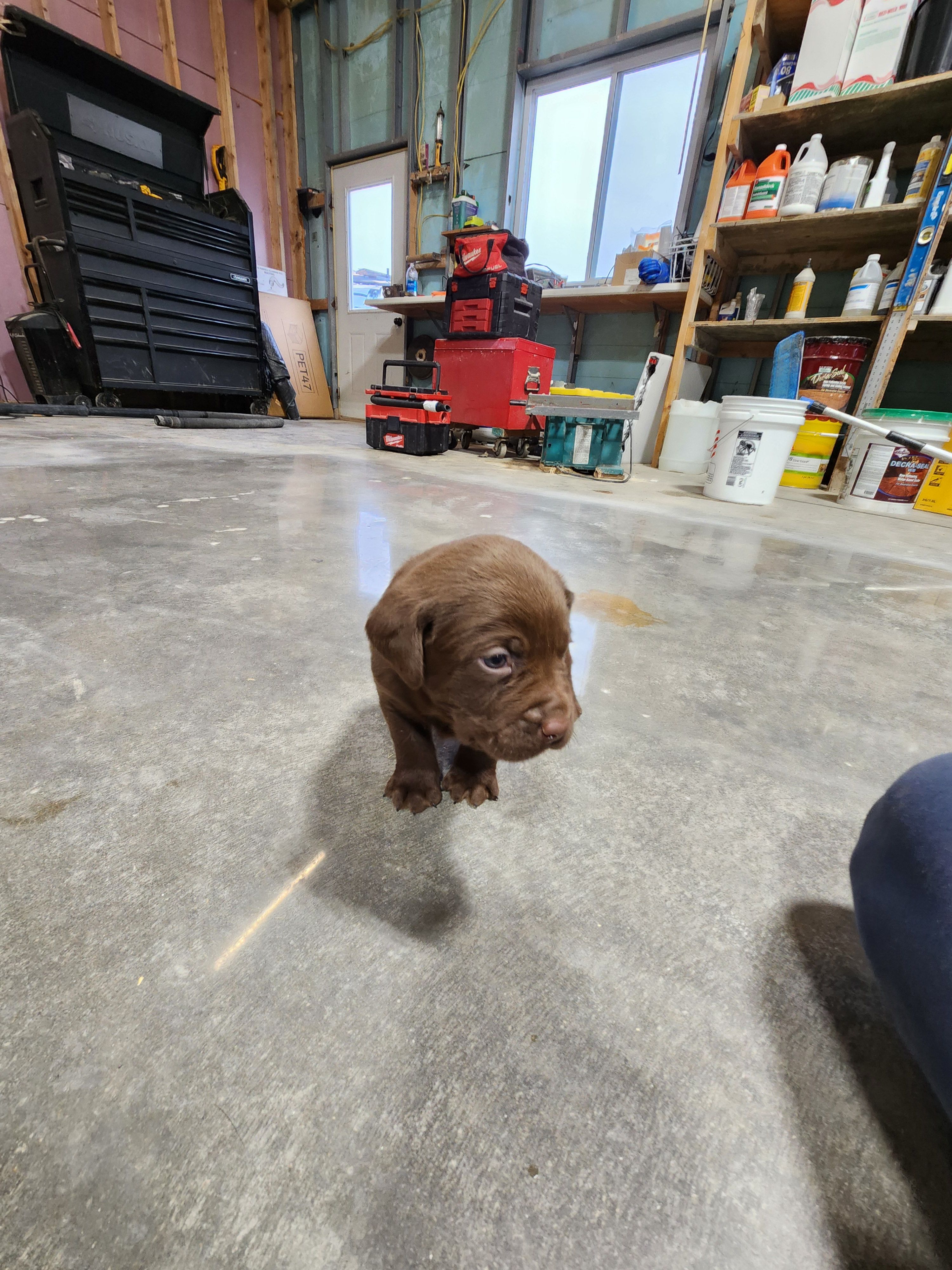 Una – Labrador Retriever puppy for sale in Saint Marys, KS