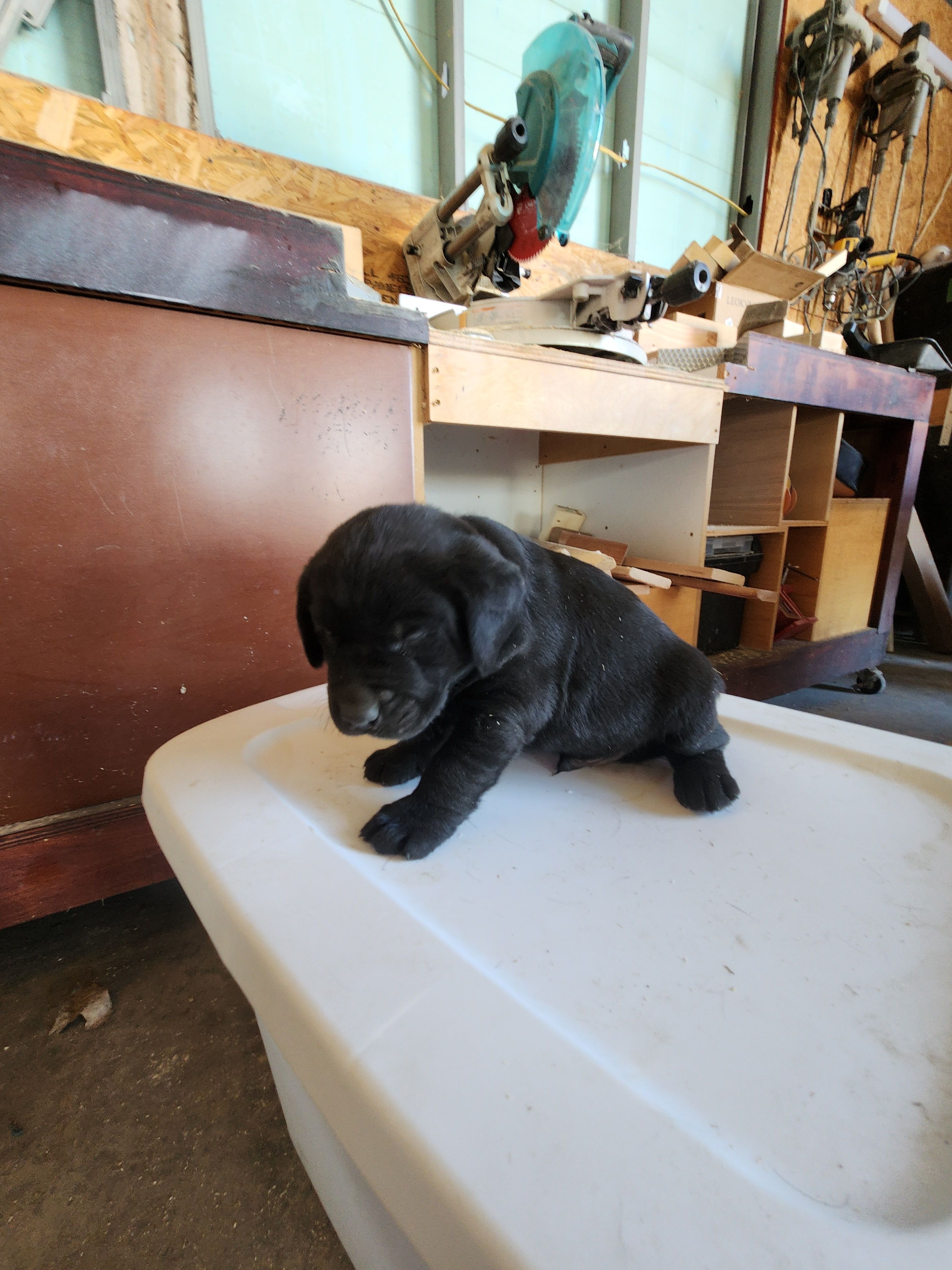 Nuna Duos  – Labrador Retriever puppy for sale in Saint Marys, KS