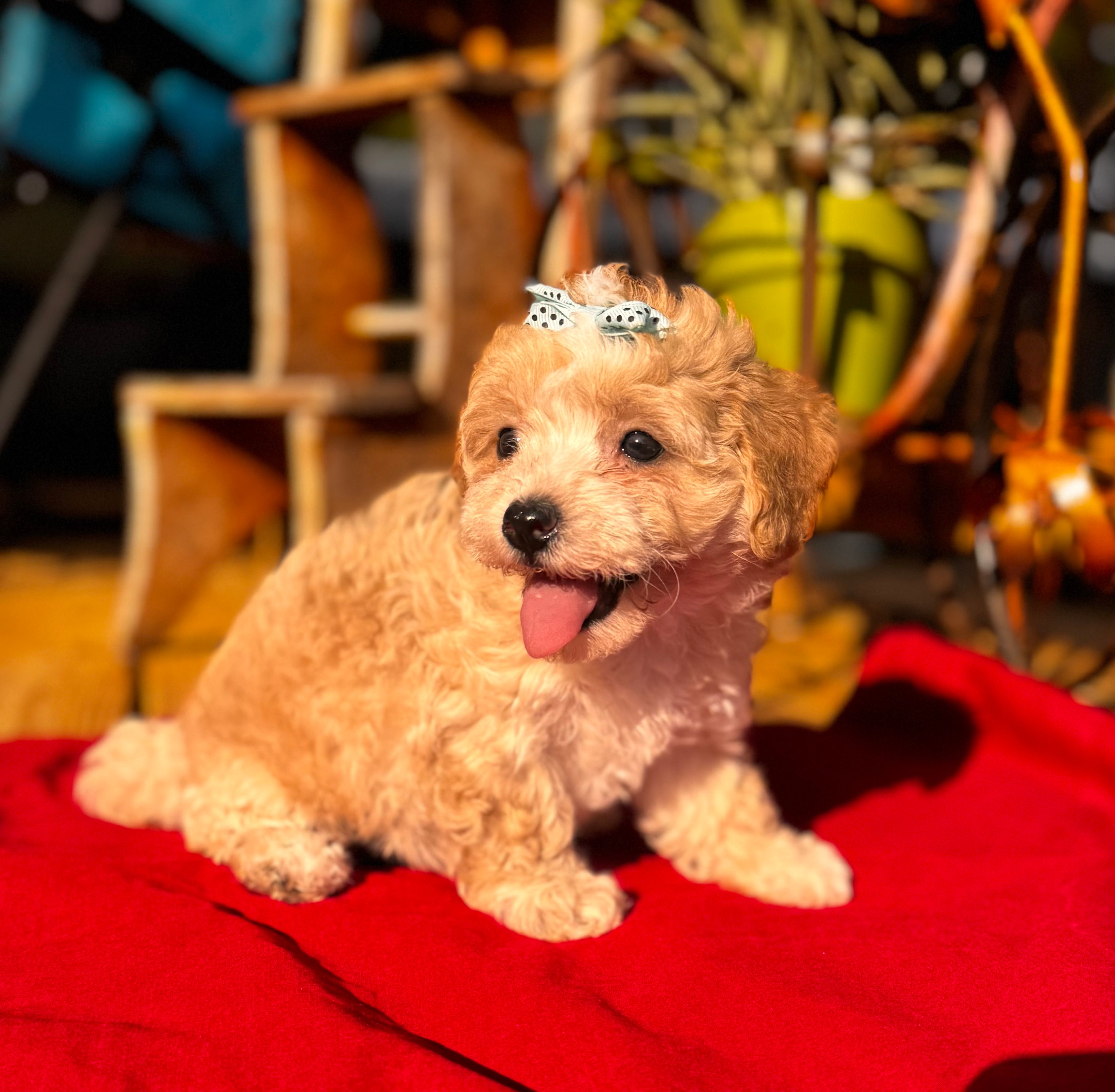 Lila – Maltipoo puppy for sale in Gloster, MS