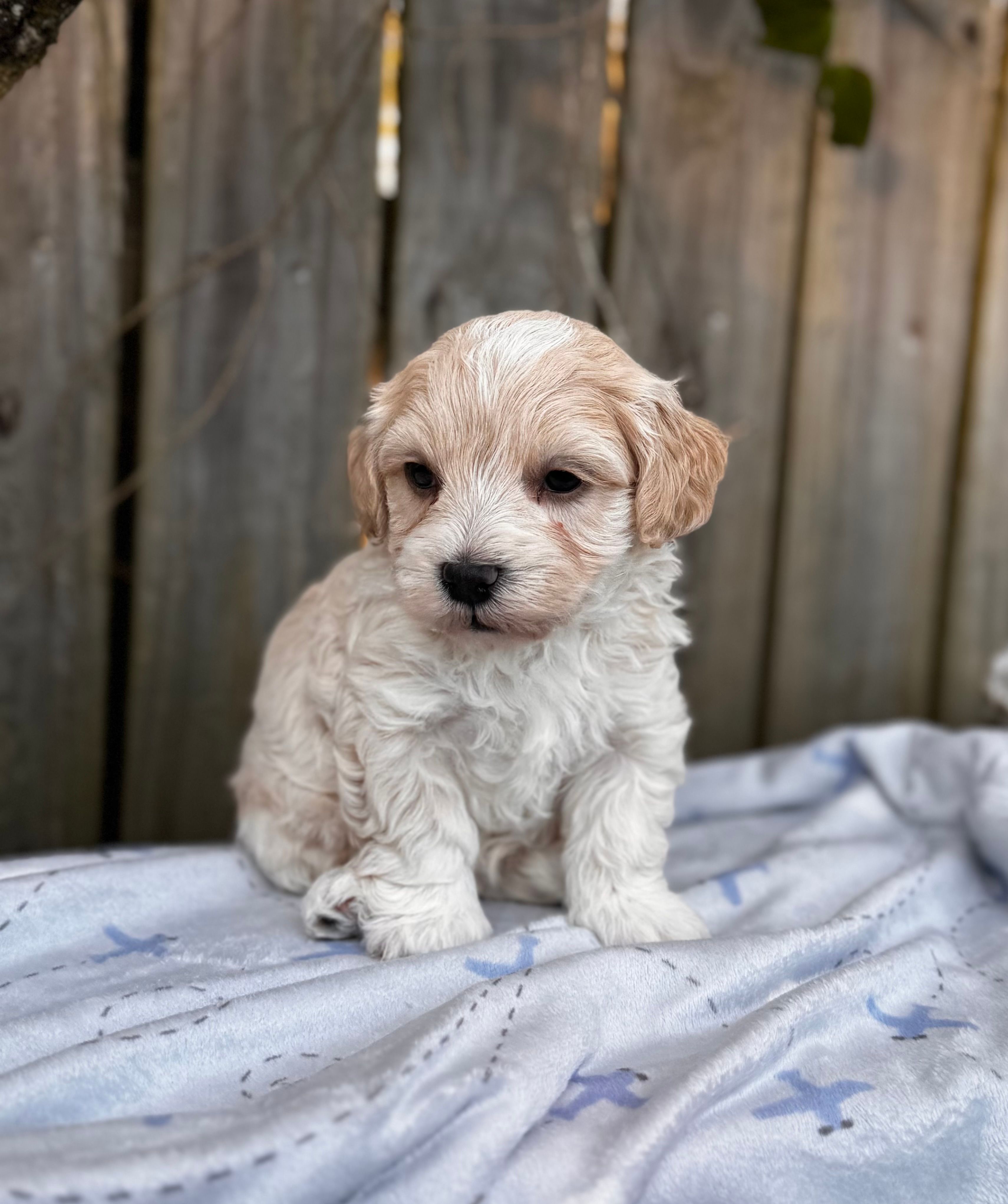 Sam  – Maltipoo puppy for sale in Gloster, MS