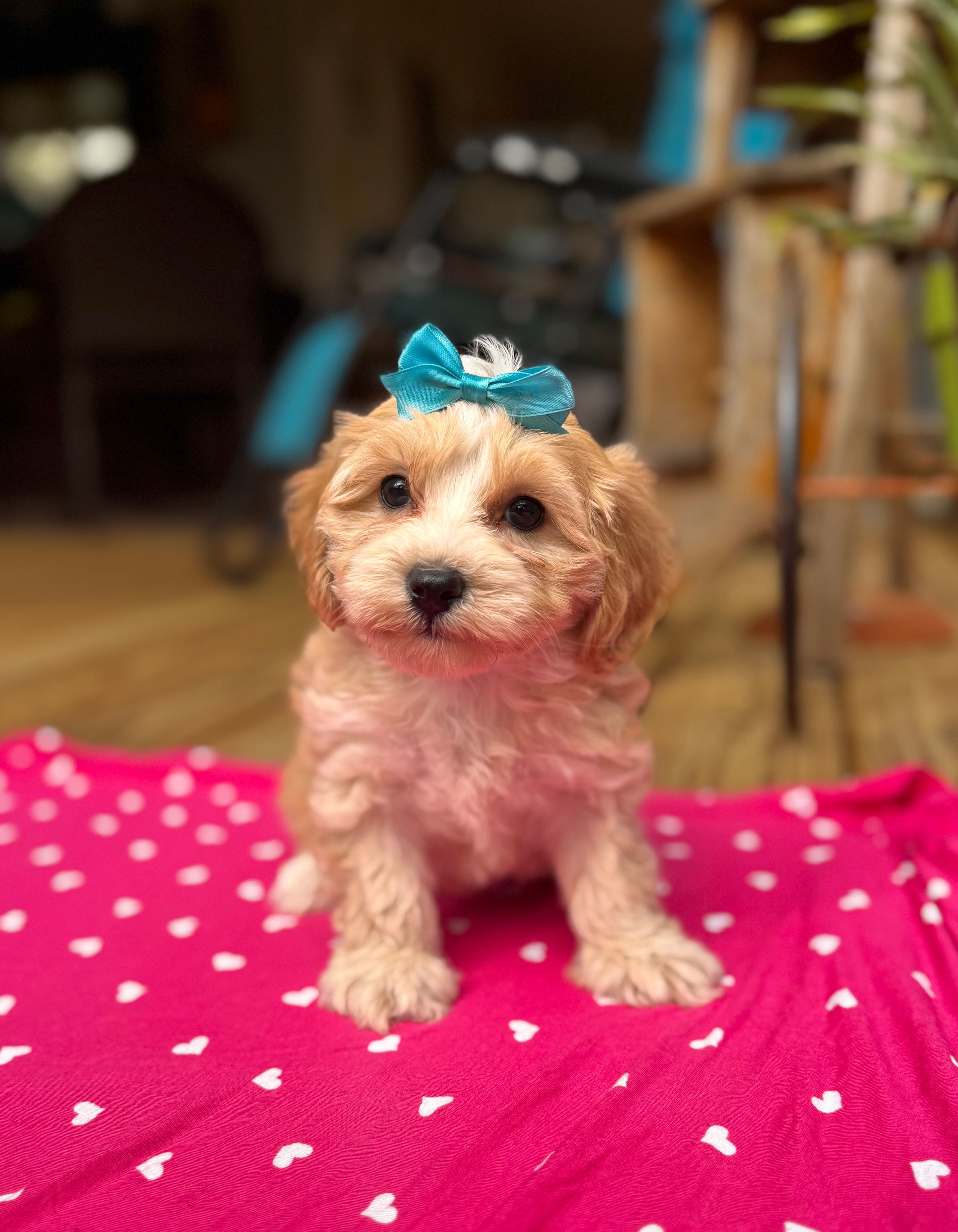 Sally  – Maltipoo puppy for sale in Gloster, MS