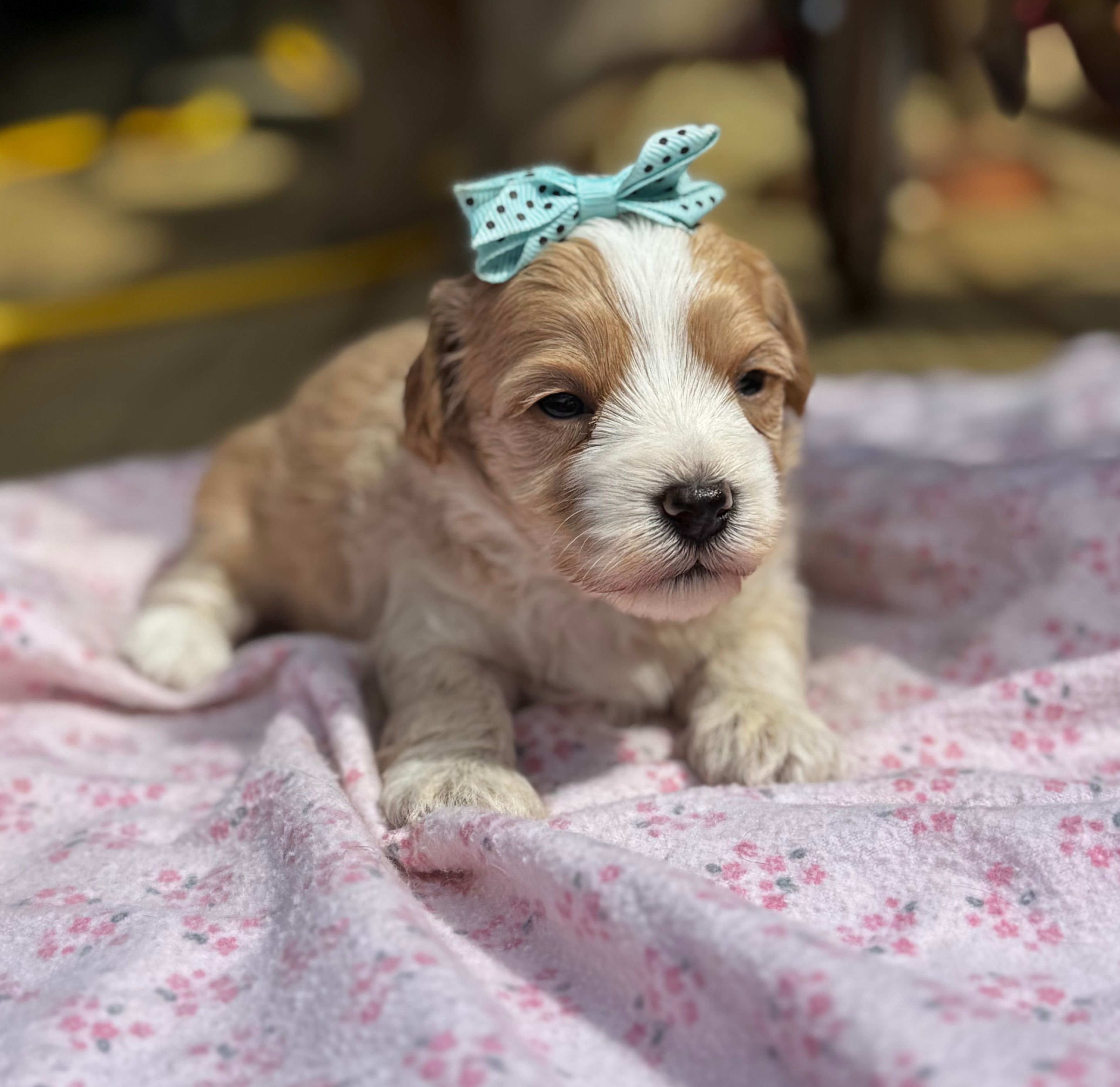 Sally  – Maltipoo puppy for sale in Gloster, MS