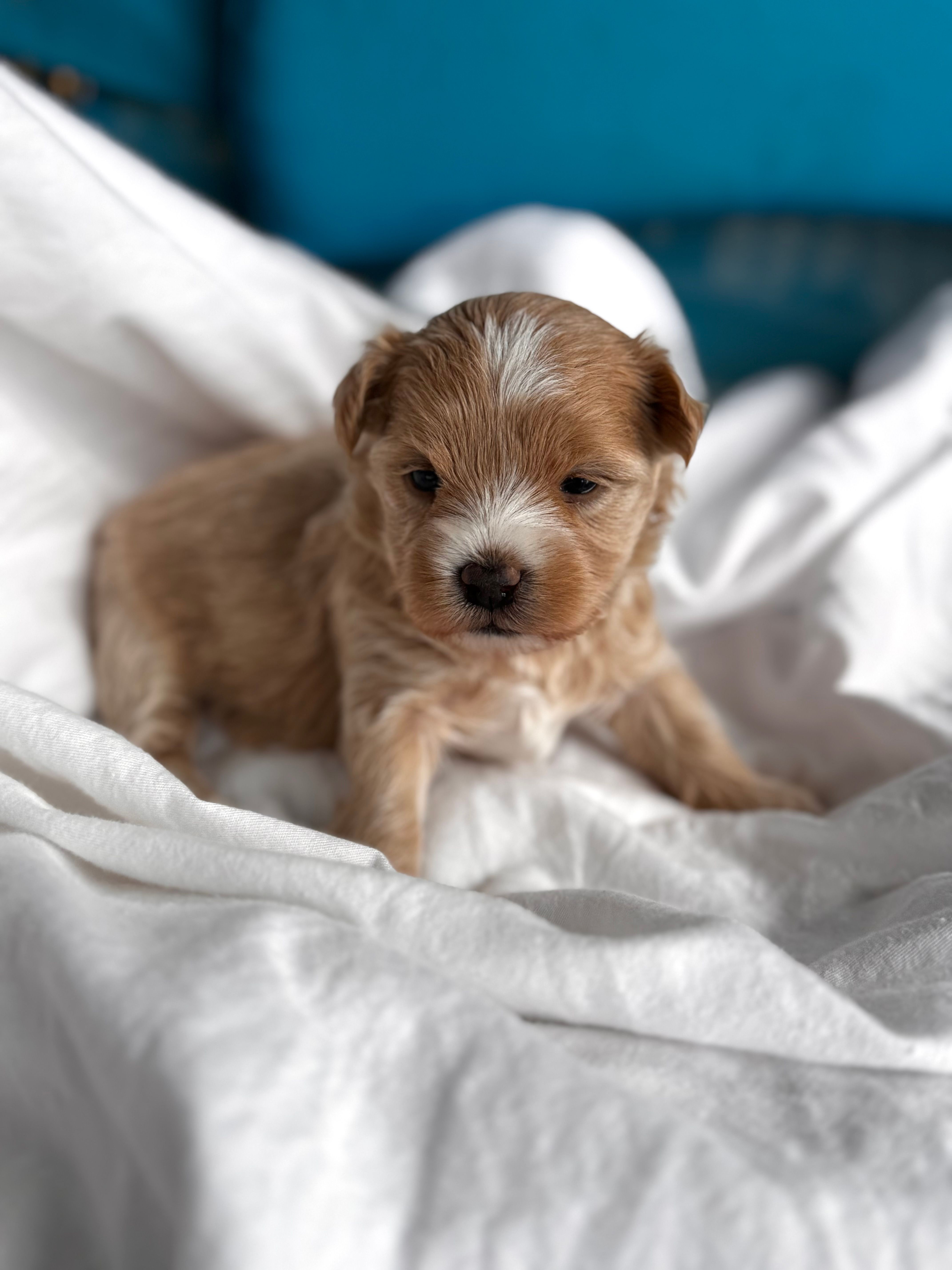 Alexis – Maltipoo puppy for sale in Gloster, MS