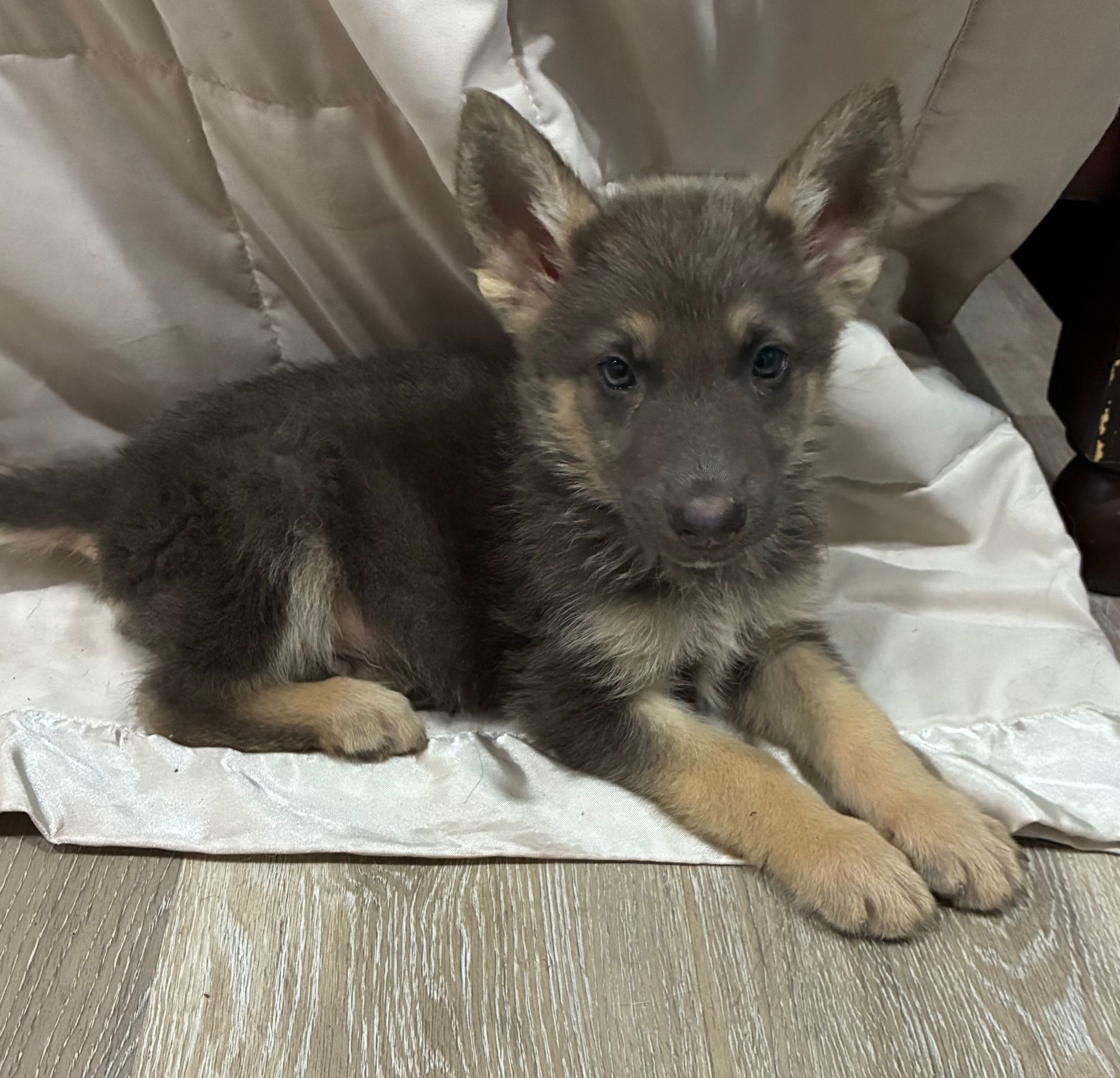 Blue boy – German Shepherd Dog puppy for sale in Waycross, GA