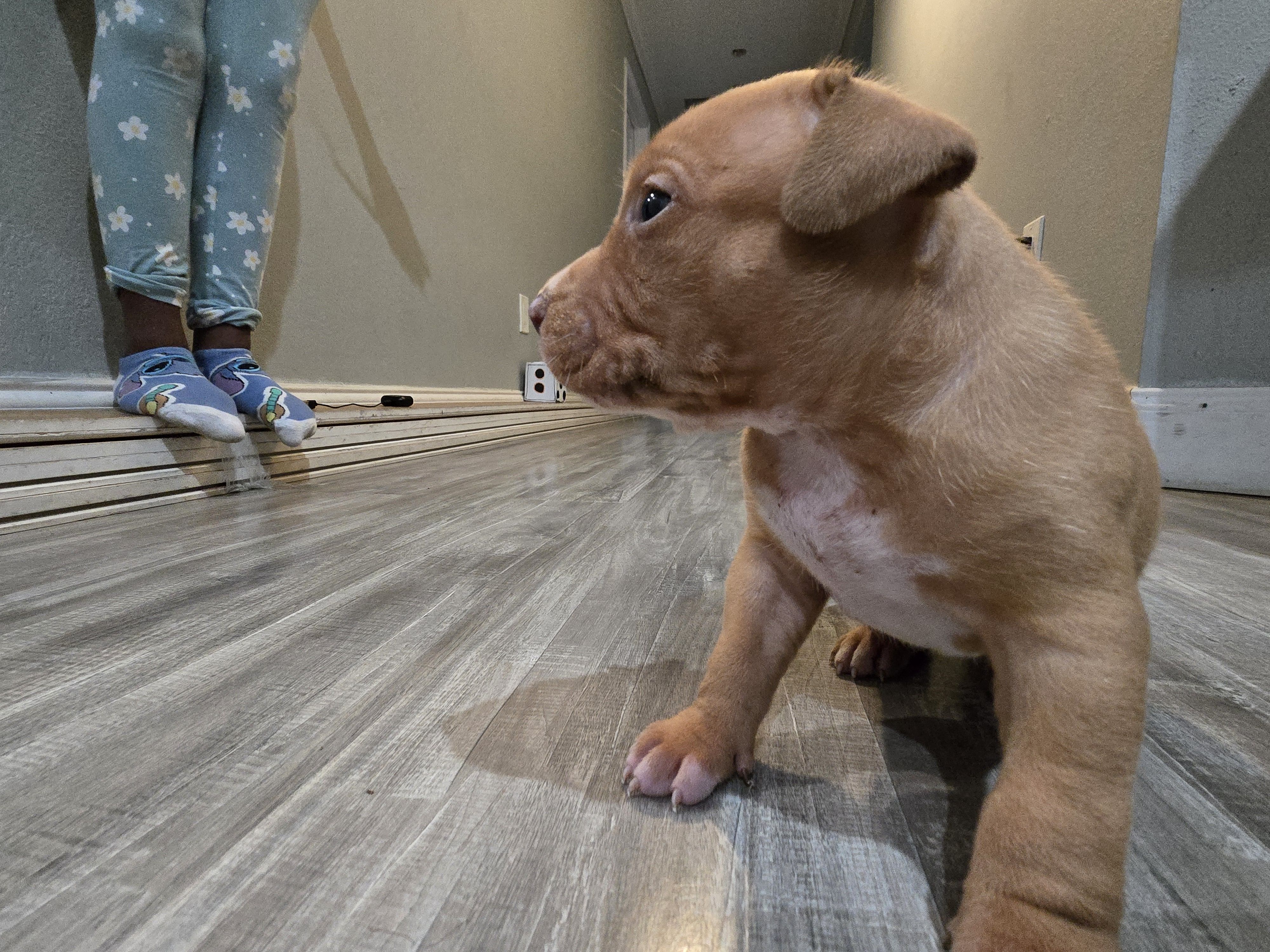 Boss, a male American Bully for sale in Port Saint Lucie, FL – Photo 3 of 3