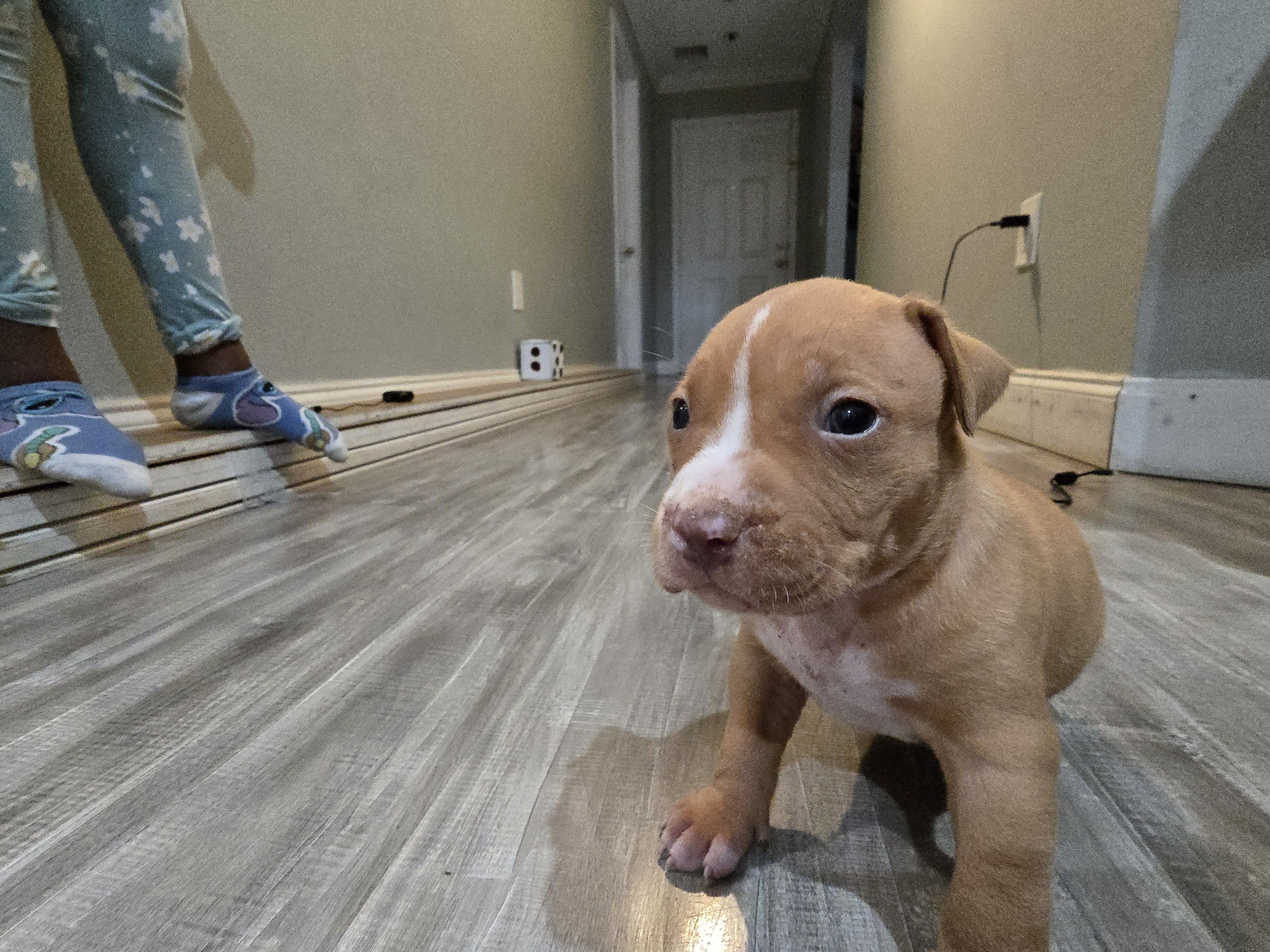 Boss, a male American Bully for sale in Port Saint Lucie, FL – Photo 2 of 3