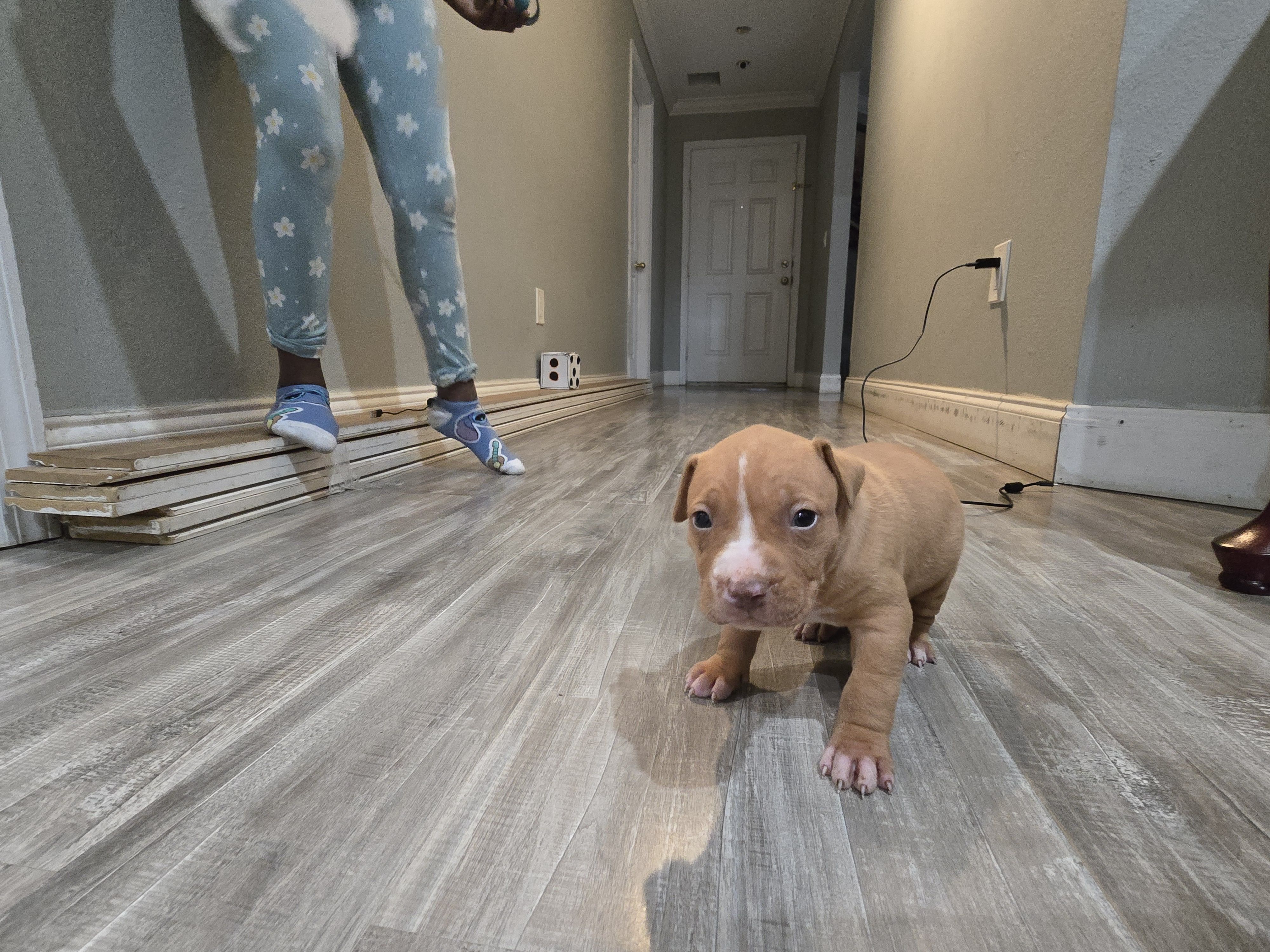 Boss – American Bully puppy for sale in Port Saint Lucie, FL