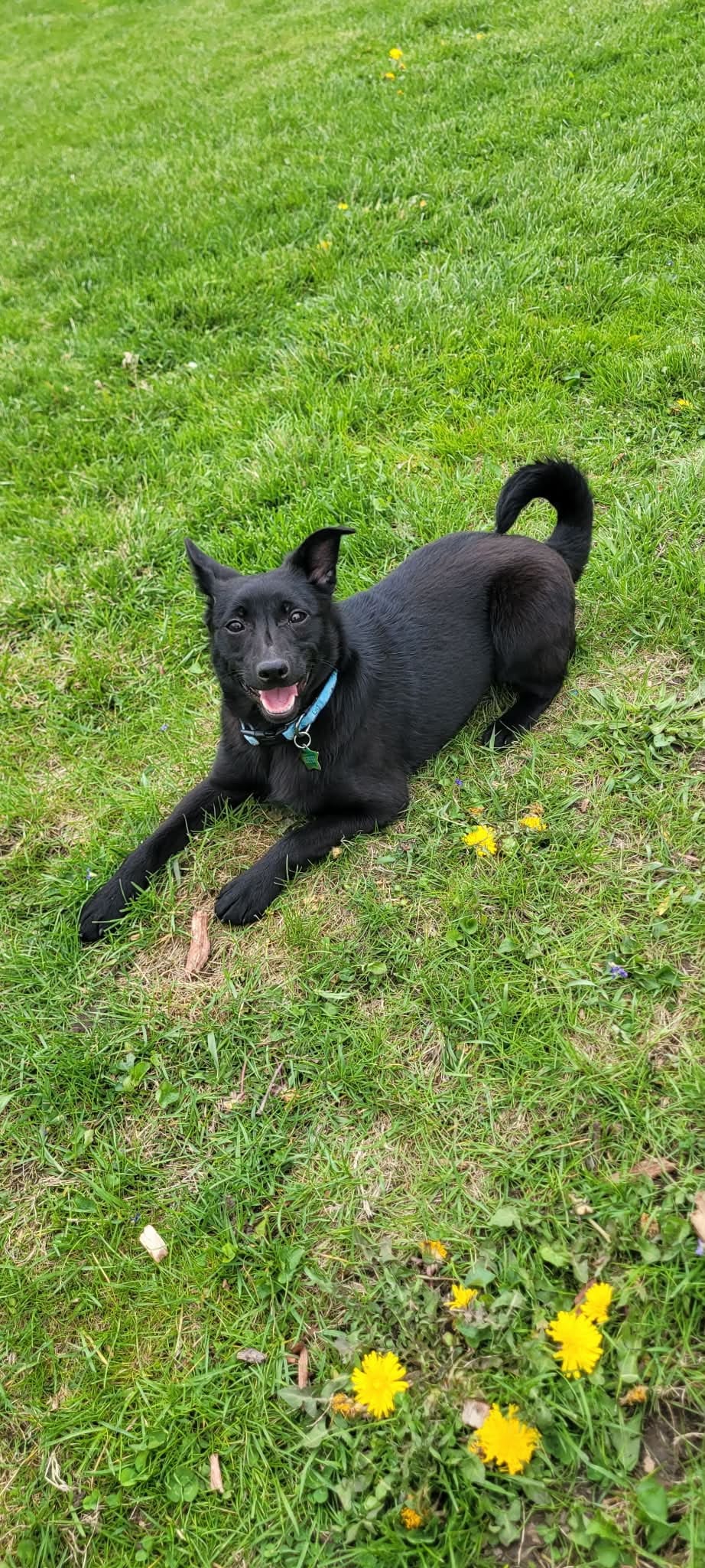 Zoe – Schipperke puppy for sale in Beach City, OH