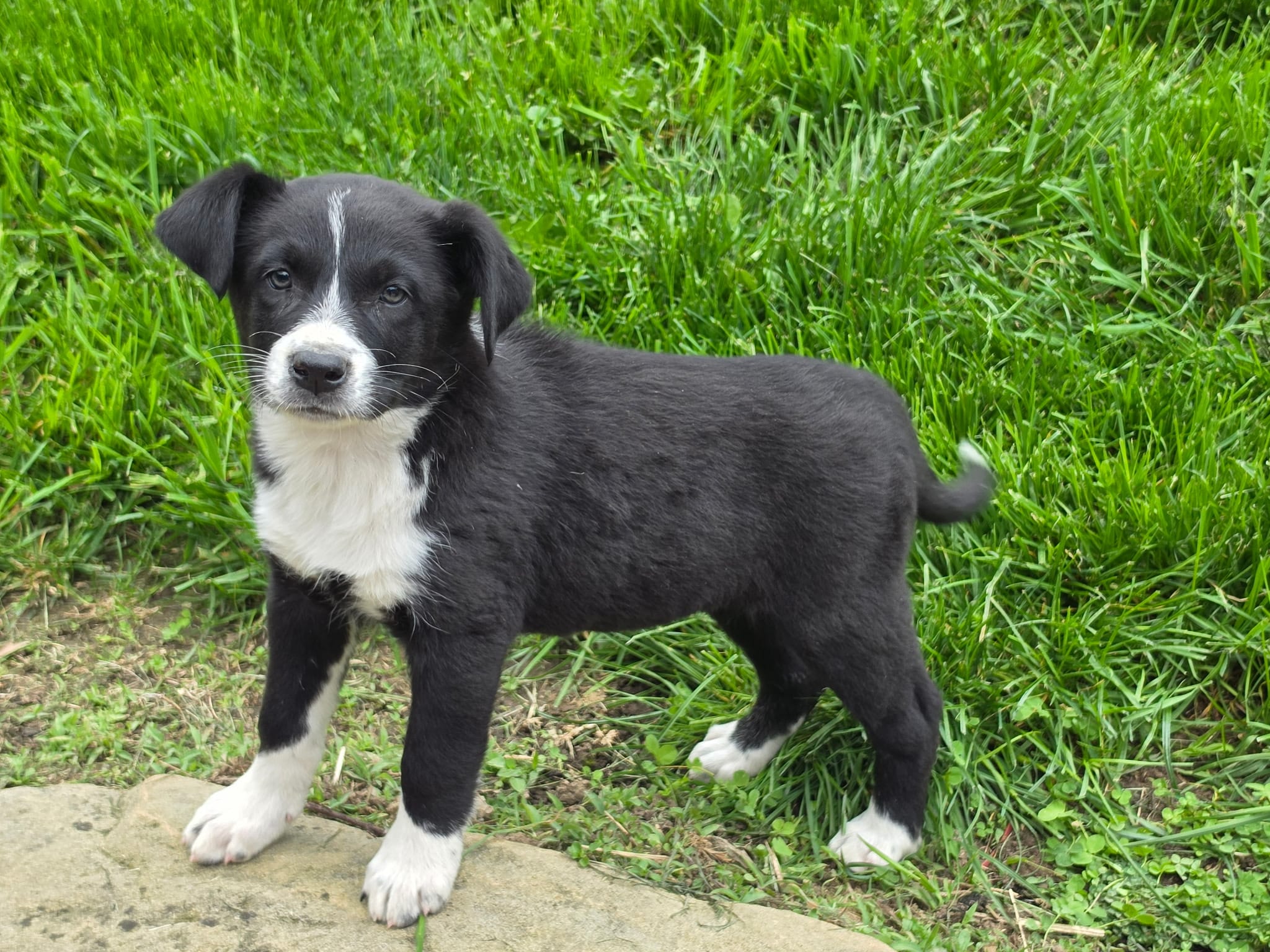 Bella – Australian Shepherd, Border Collie puppy for sale in Beach City, OH