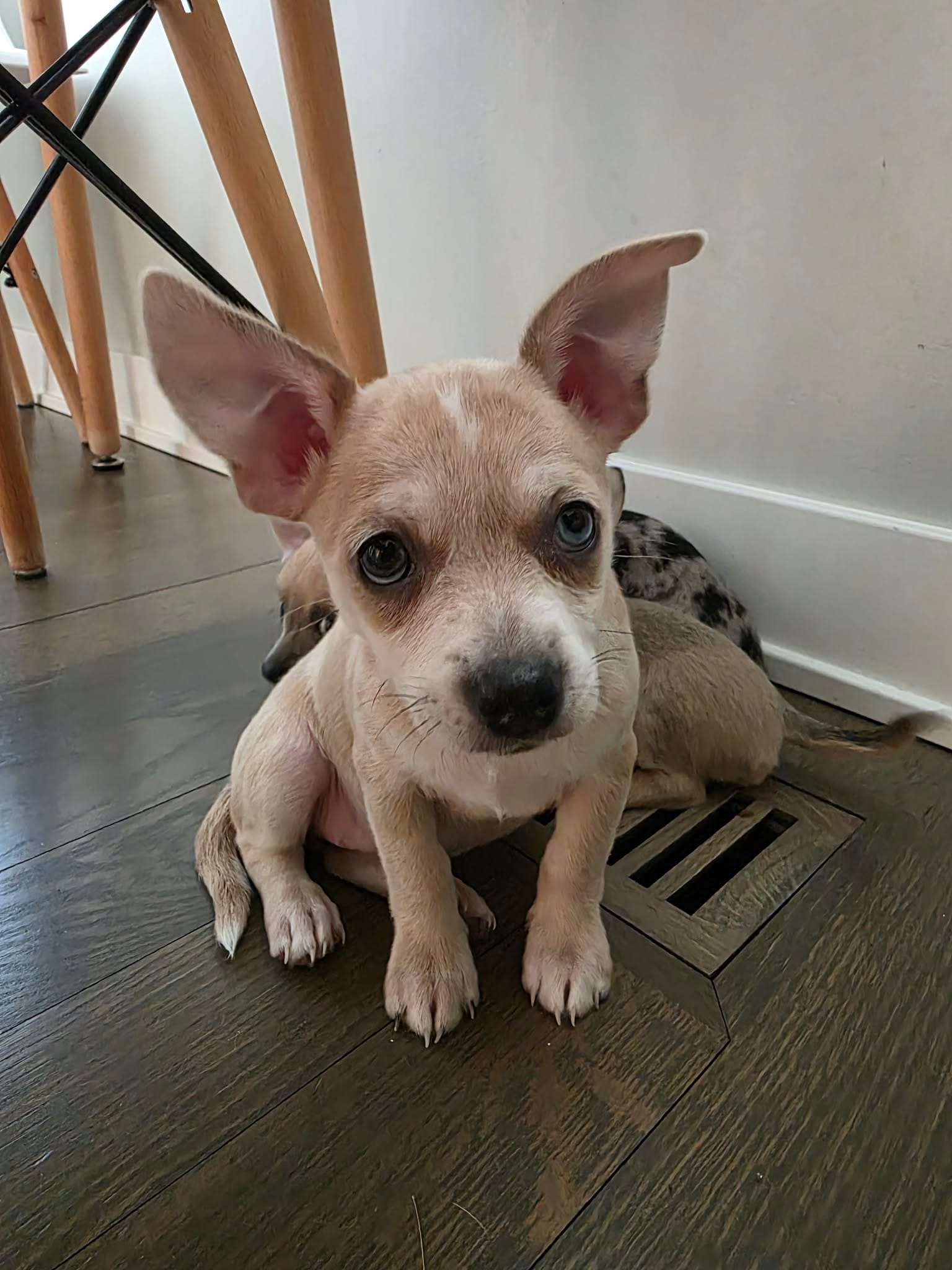 Cookie  – Chihuahua puppy for sale in Rolling Meadows, IL