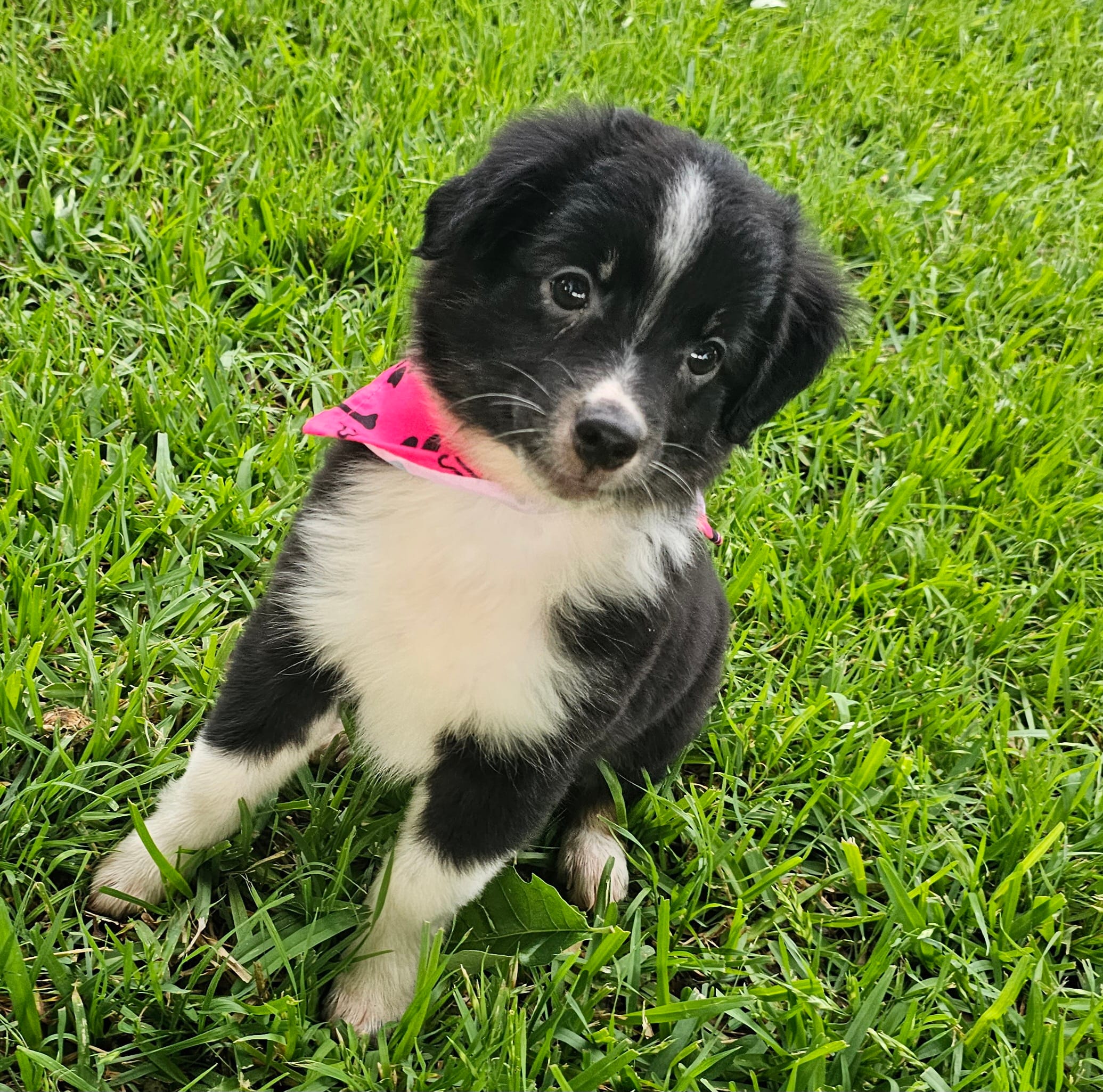 Anaya – Miniature Australian Shepherd puppy for sale in Mansfield, TX