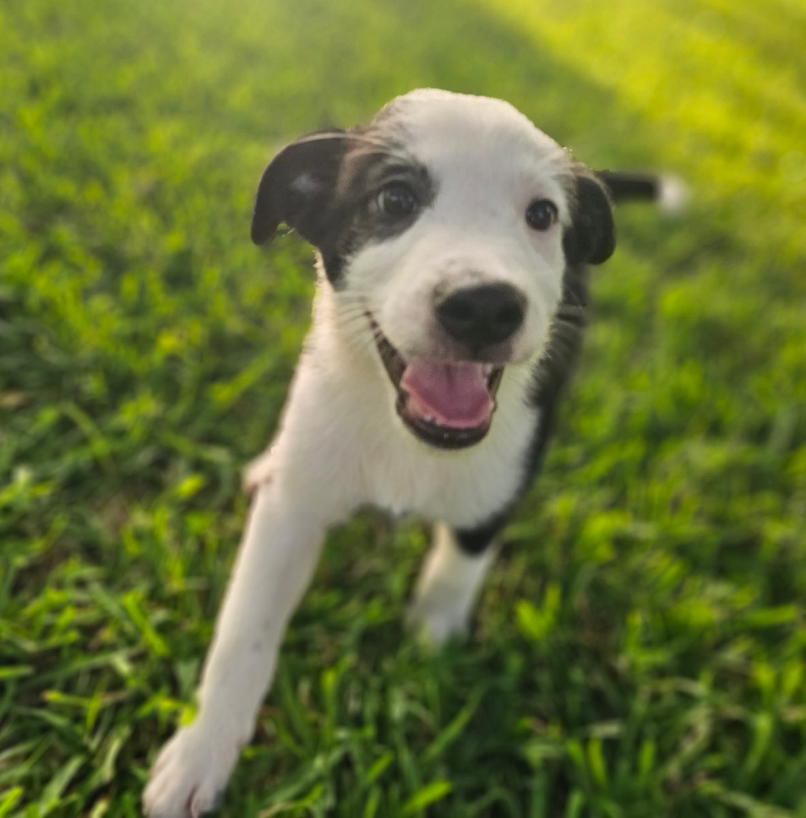 MILO – Miniature Australian Shepherd puppy for sale in Mansfield, TX