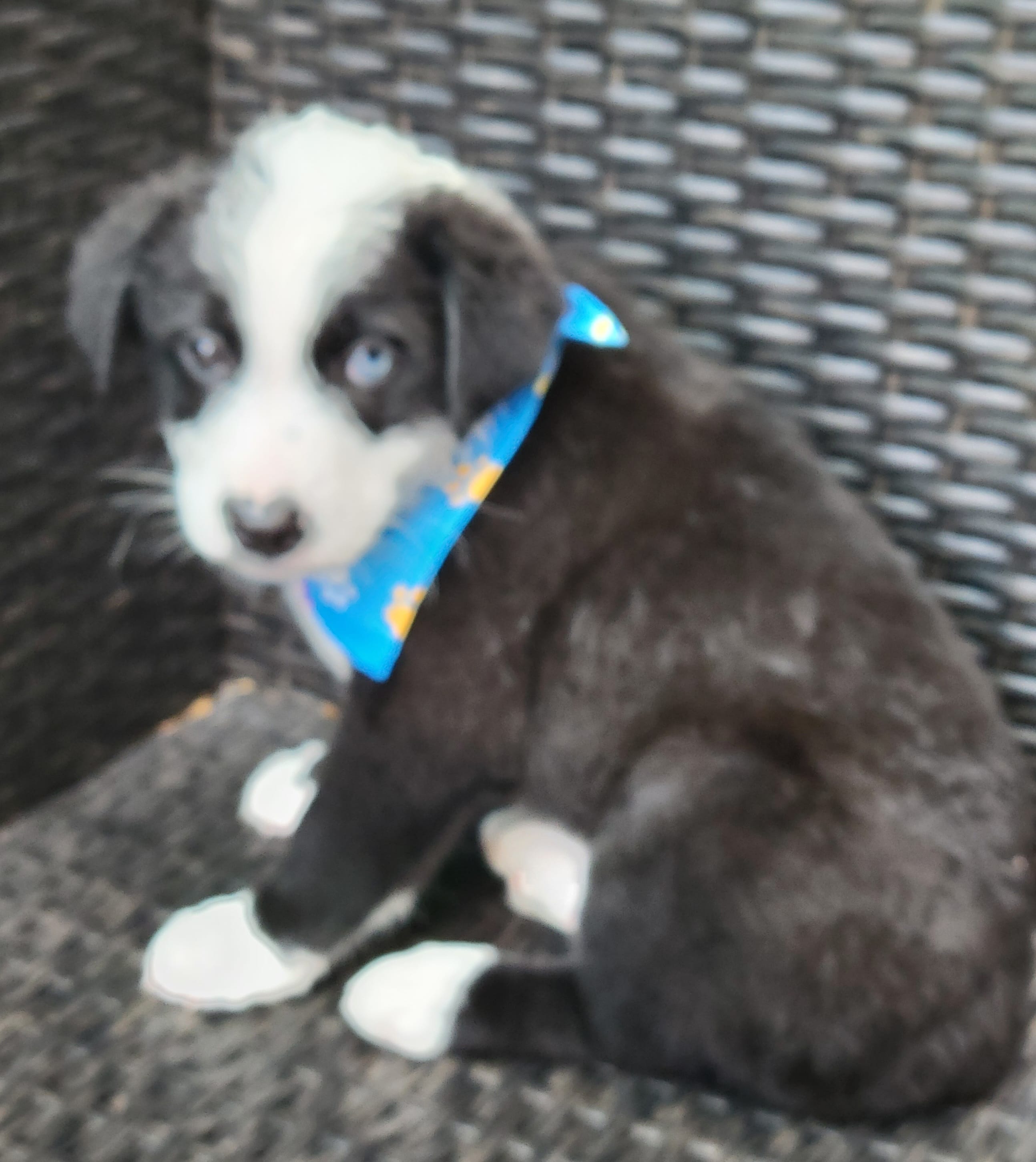 MARCUS – Siberian Husky, Miniature Australian Shepherd puppy for sale in Mansfield, TX