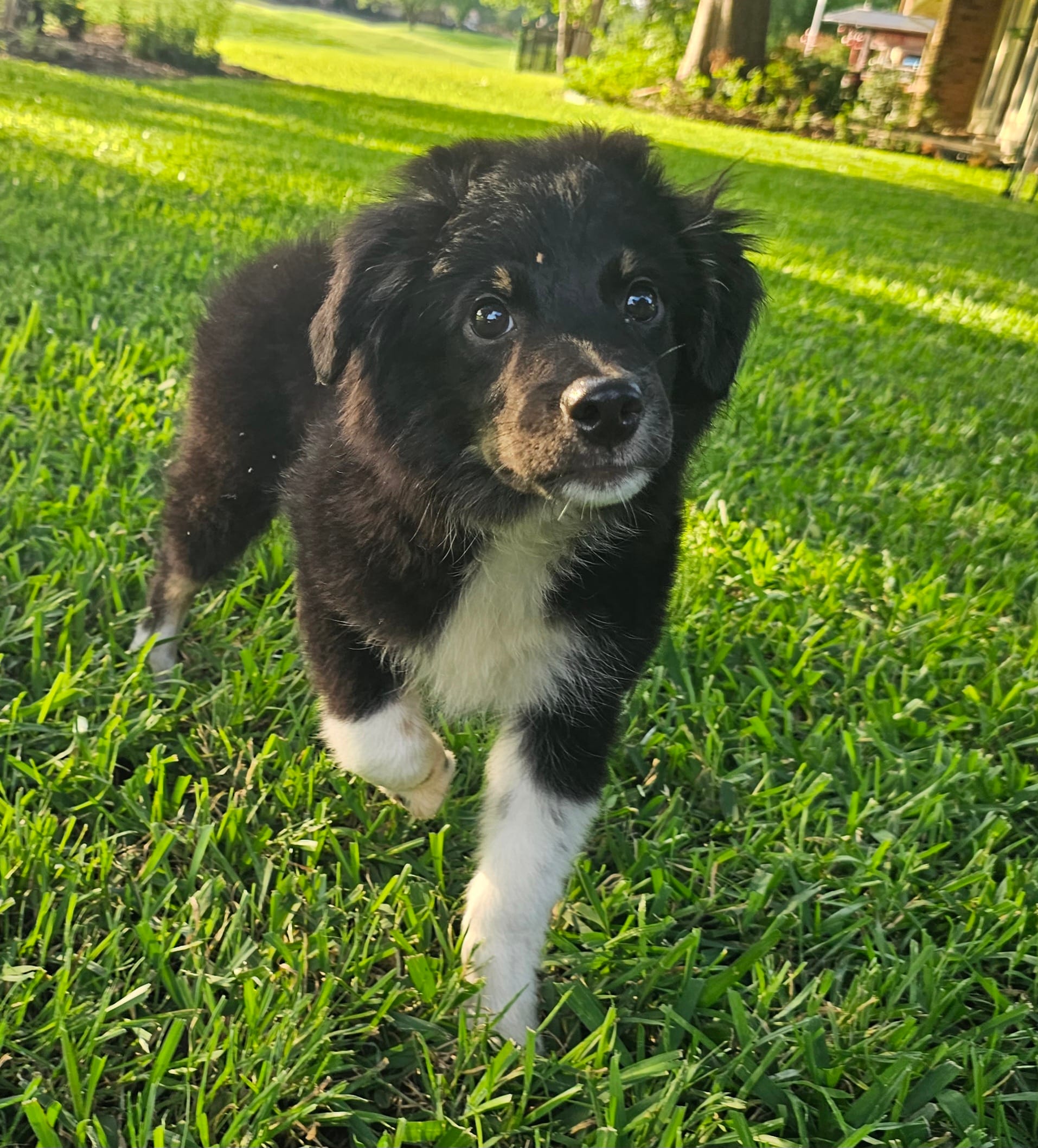 ARCHER  – Miniature Australian Shepherd puppy for sale in Mansfield, TX