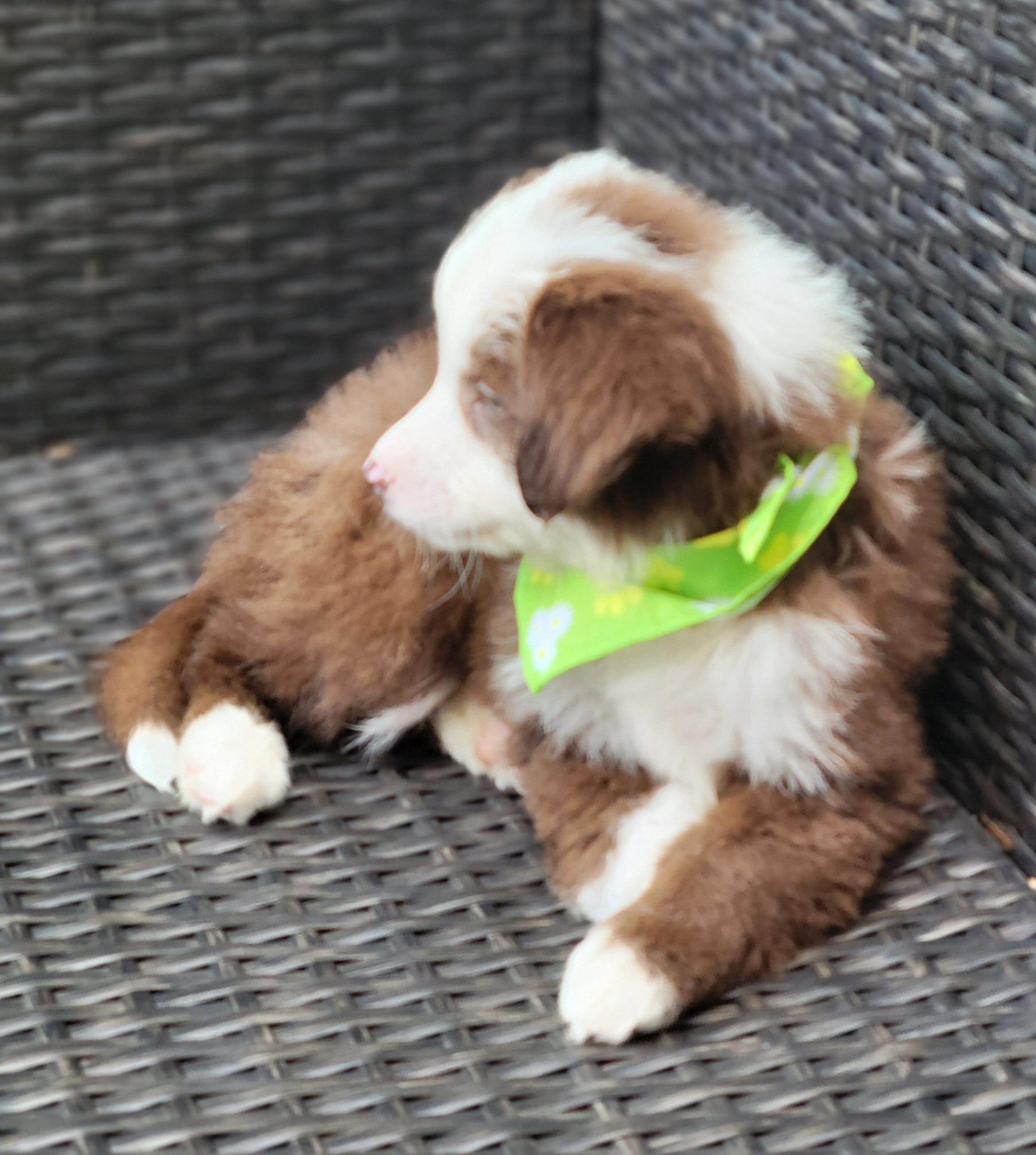 MALECHI – Siberian Husky, Miniature American Shepherd puppy for sale in Mansfield, TX