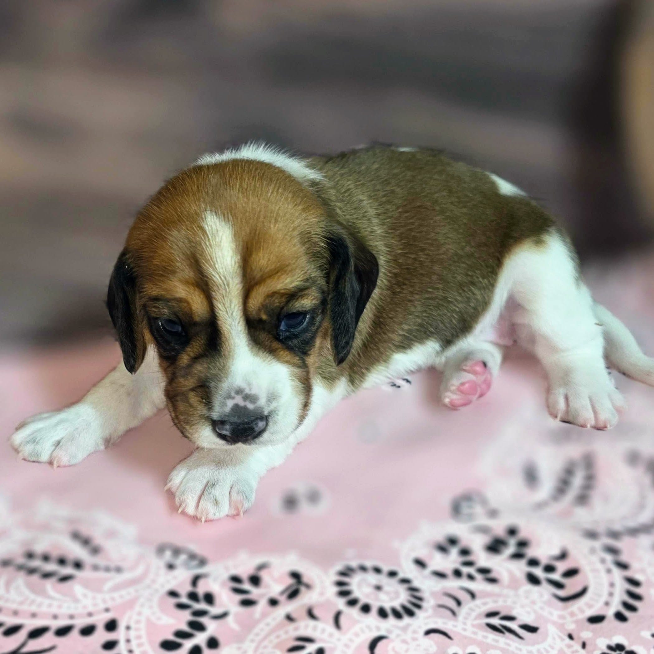 Dakota Pocket Beagle – Beagle puppy for sale in Marissa, IL
