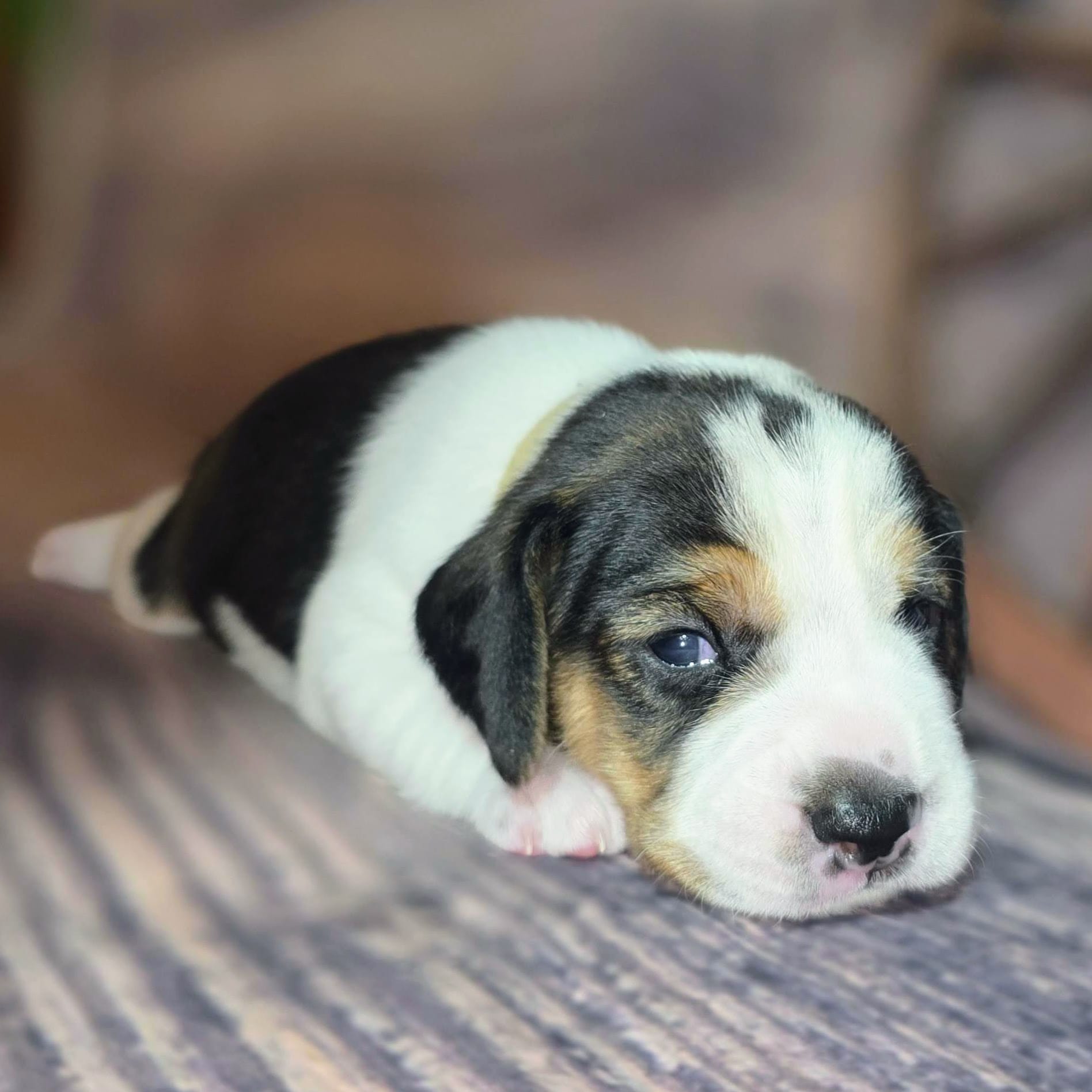 Trigger Pocket Beagle – Beagle puppy for sale in Marissa, IL