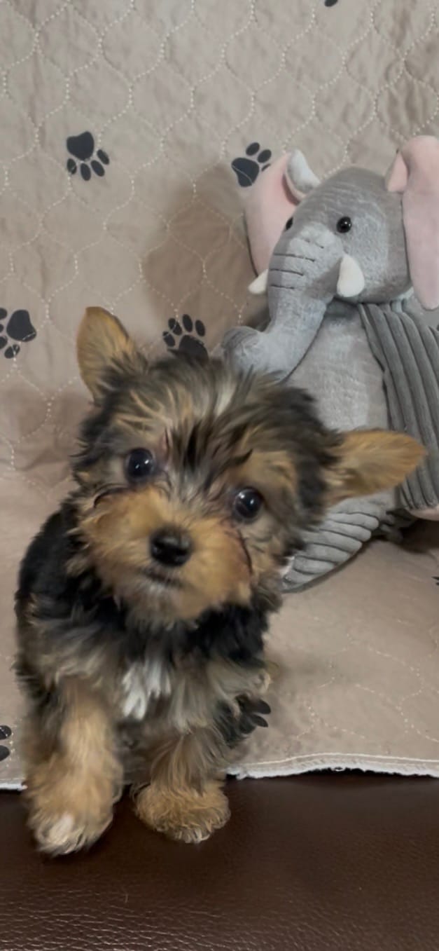 Preston-Brown collar – Yorkshire Terrier puppy for sale in Lumberton, NC