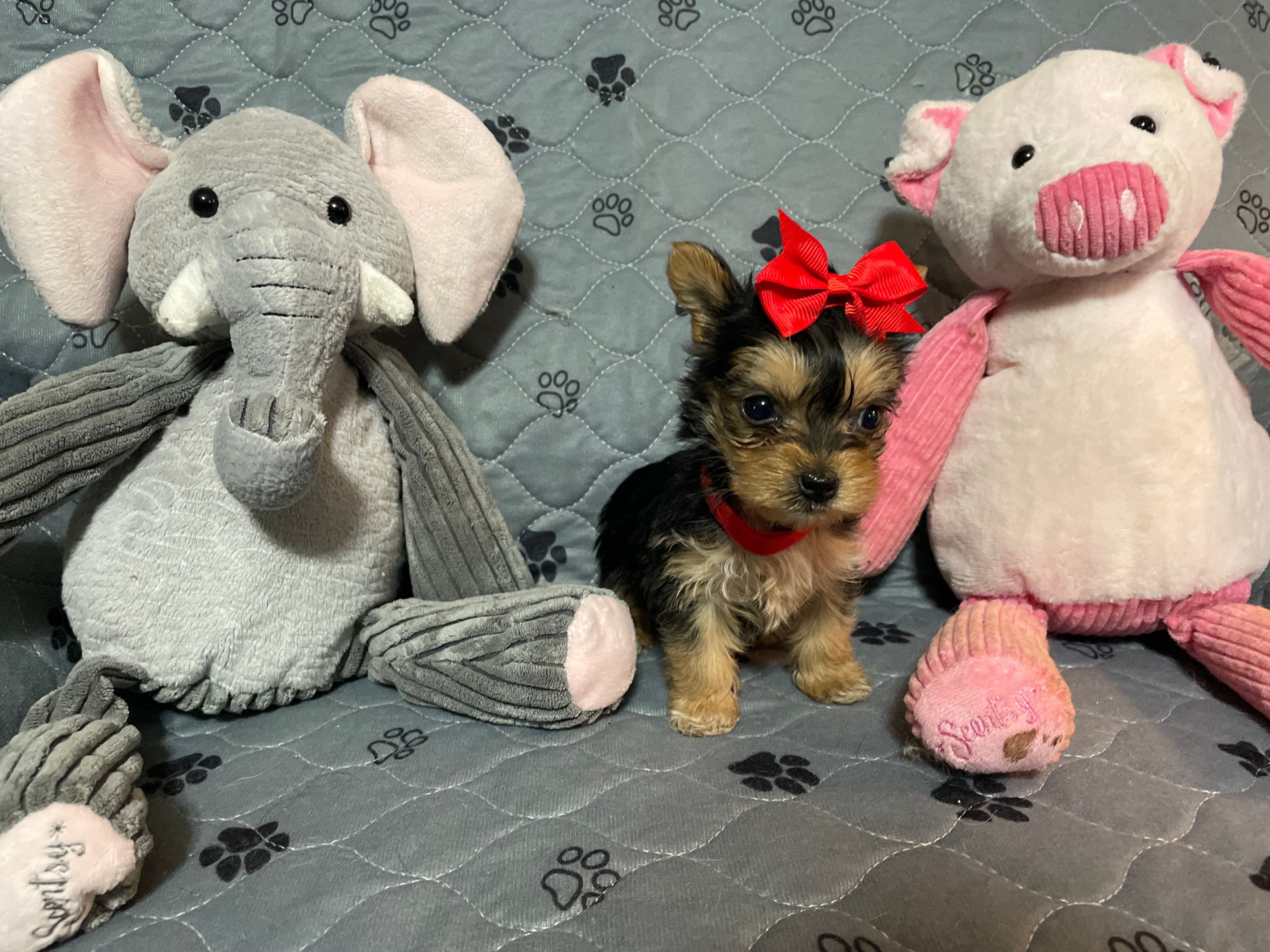 Emma-Red collar – Yorkshire Terrier puppy for sale in Lumberton, NC