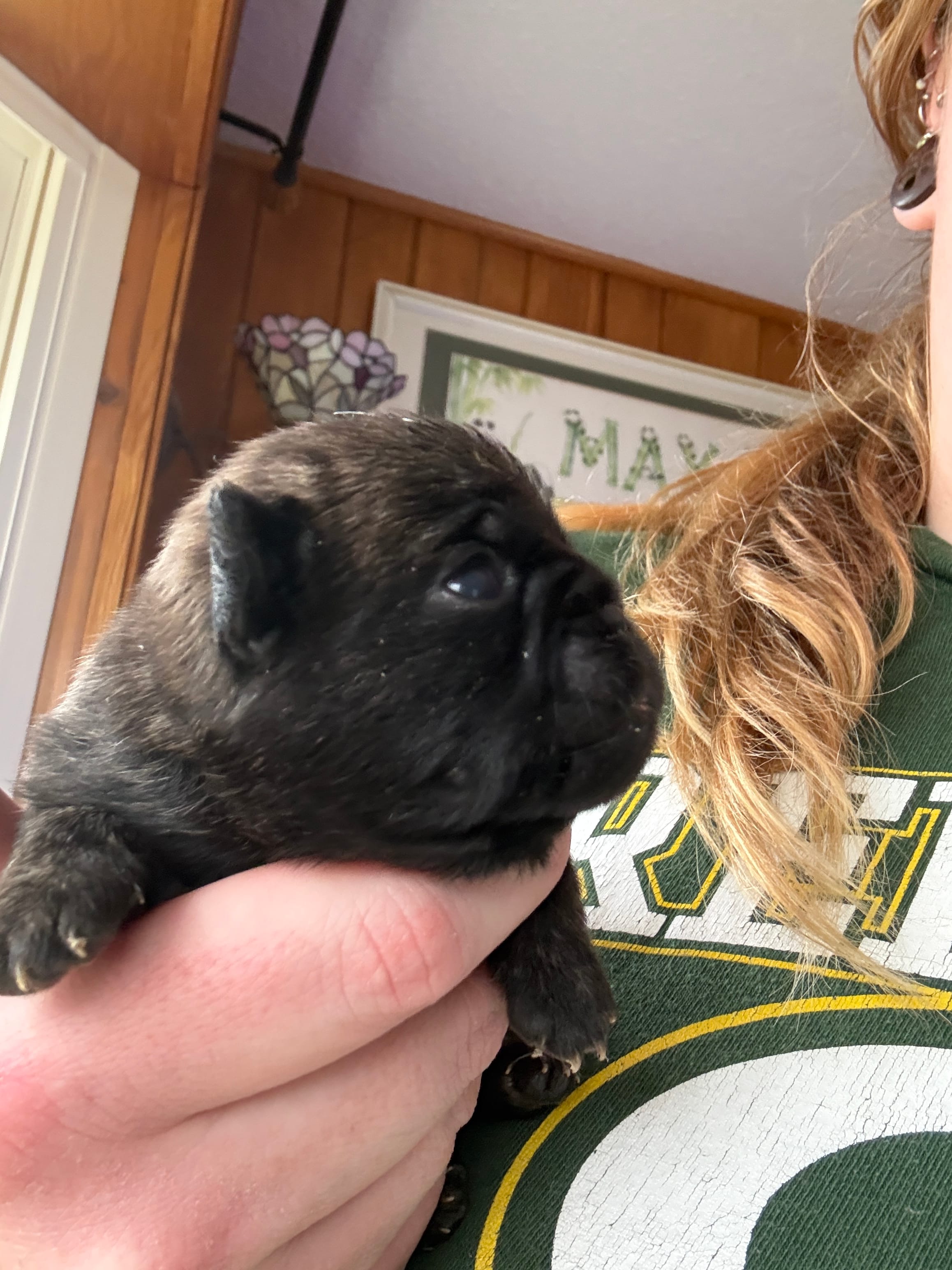 AKC Patch – Pug puppy for sale in Wausau, WI