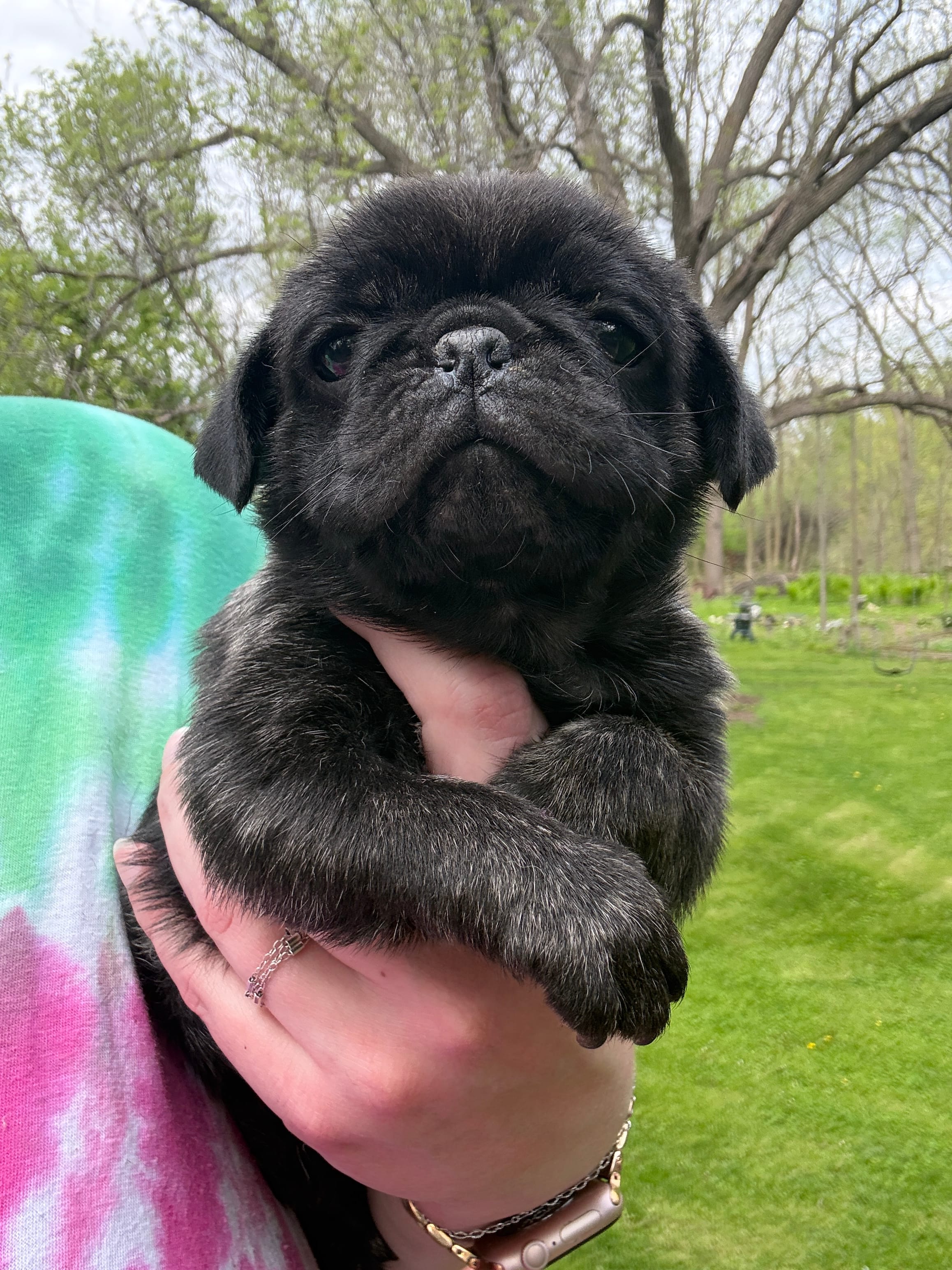 AKC Bolt – Pug puppy for sale in Wausau, WI