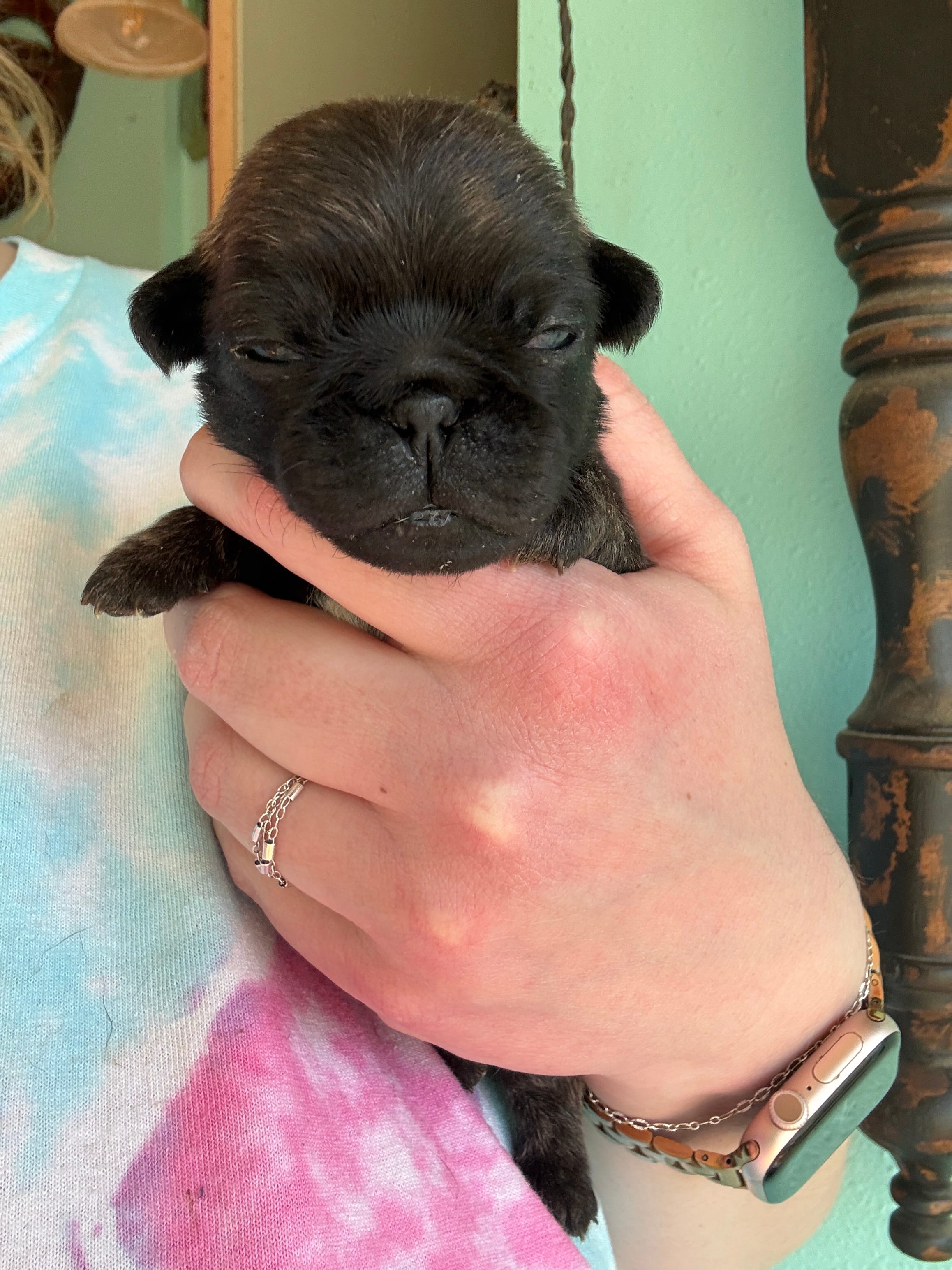 AKC Patch – Pug puppy for sale in Wausau, WI