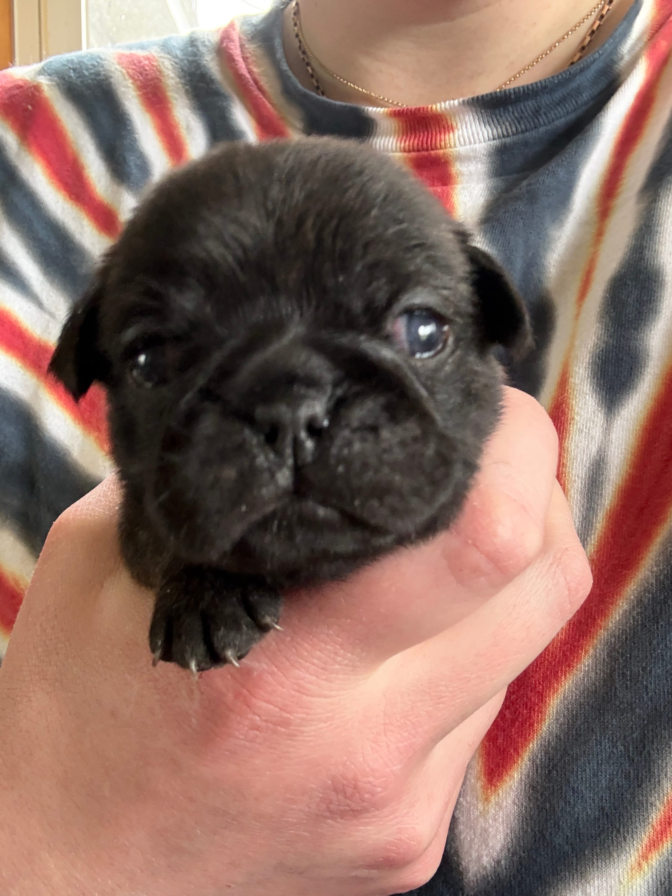 AKC Bolt – Pug puppy for sale in Wausau, WI