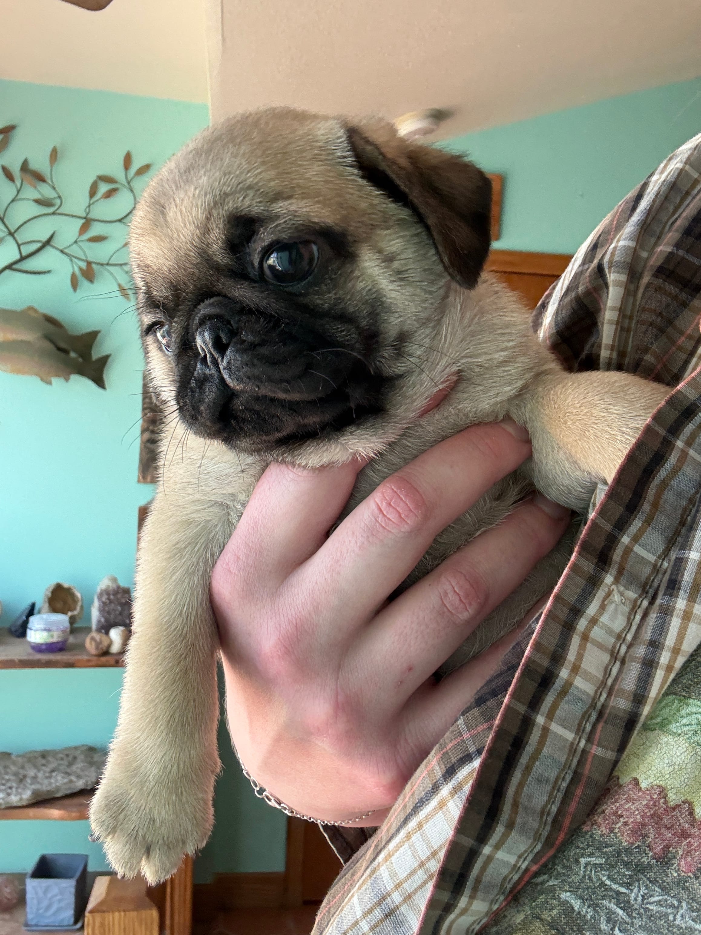 AKC Chunk – Pug puppy for sale in Wausau, WI